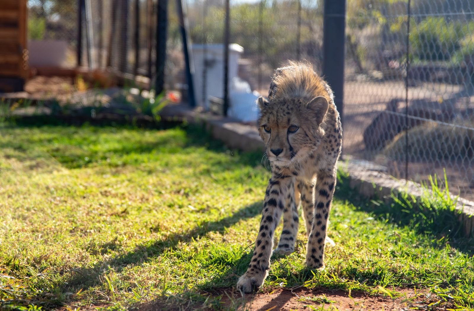 Post-Surgical Recovery for Animals