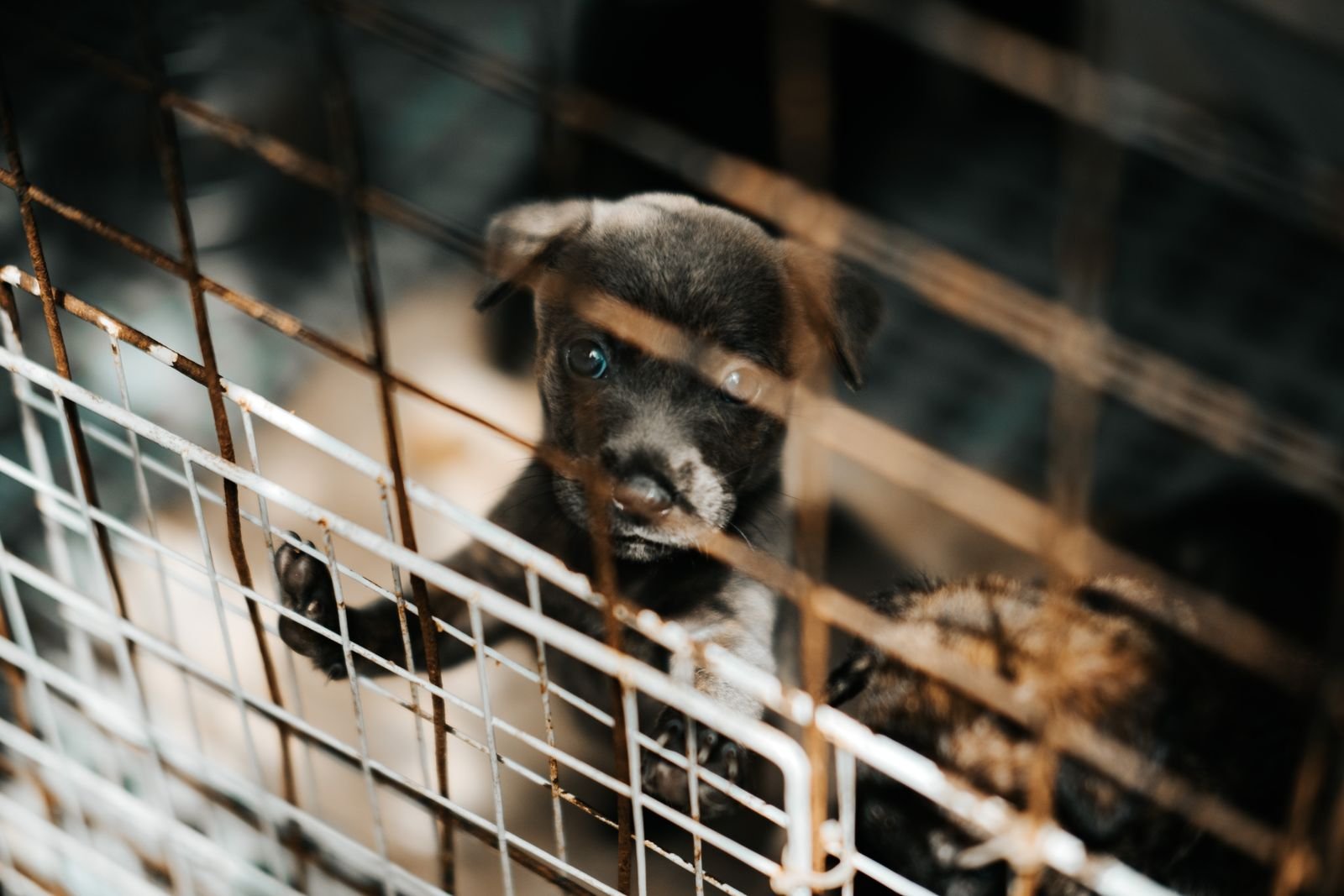 Pet Boarding and Daycare in Chinchwad Gaon, Pune