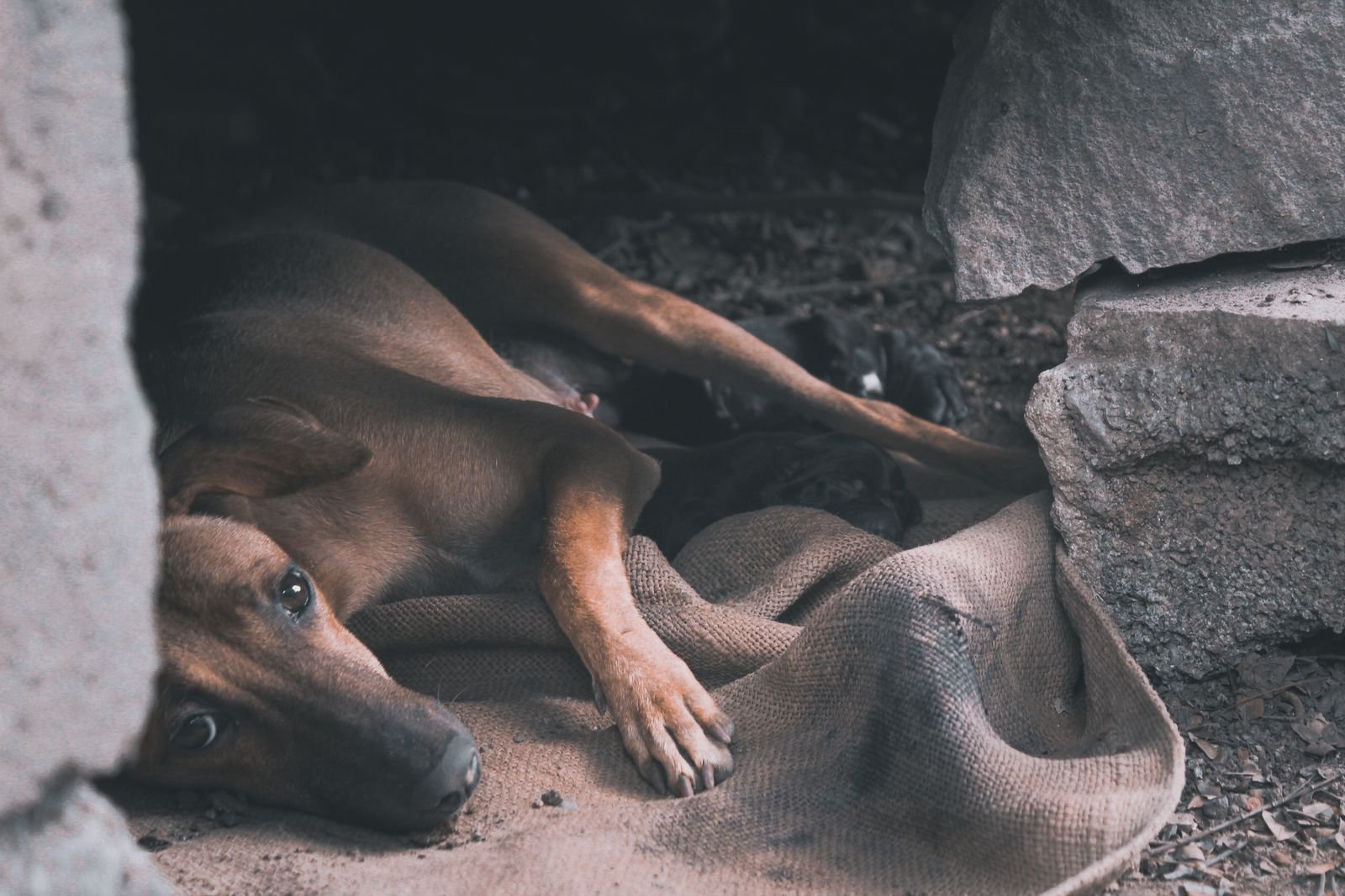 Animal Ambulance Service in Chinchwad Gaon, Pune