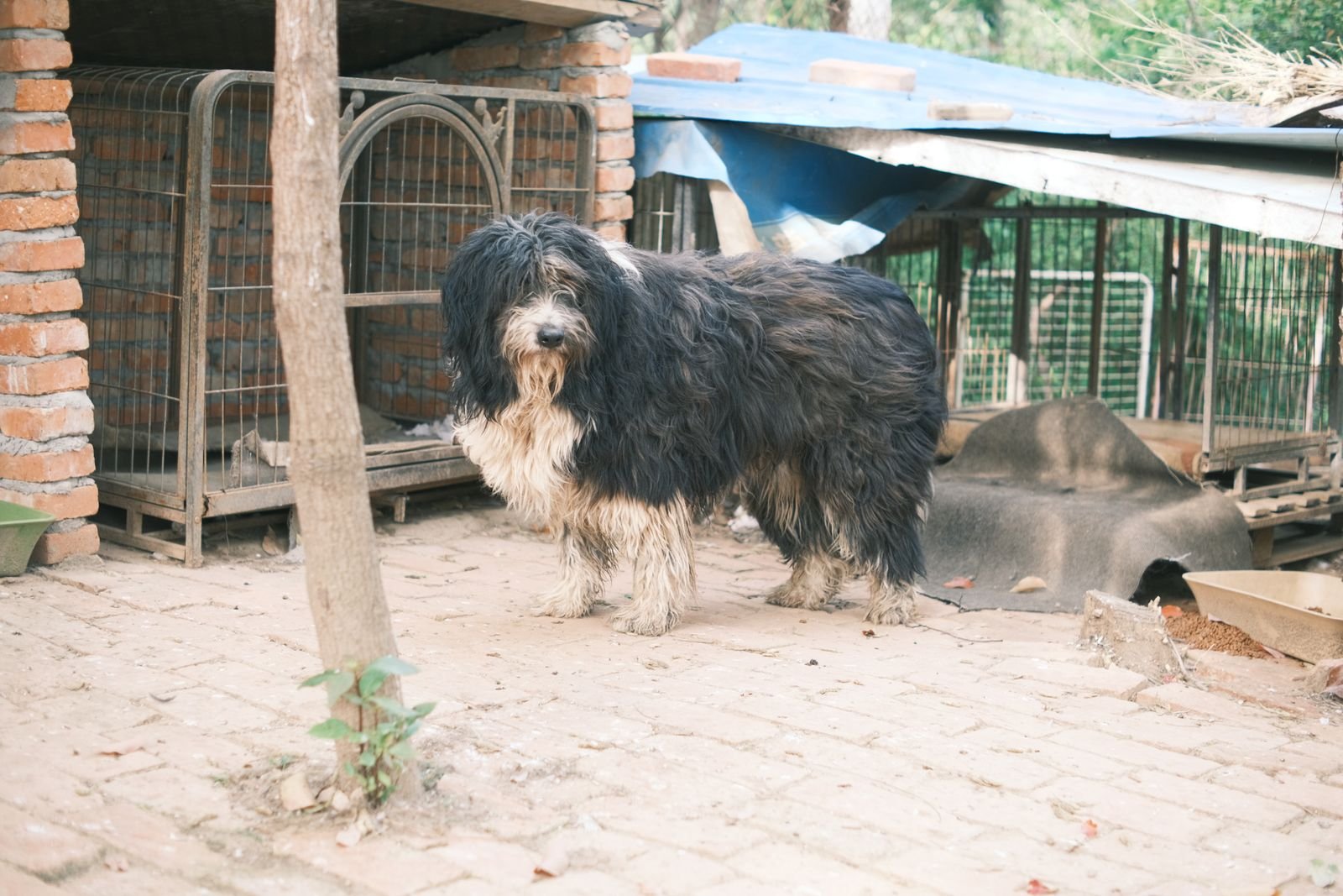 Spay and Neuter Programs in Chinchwad Gaon, Pune