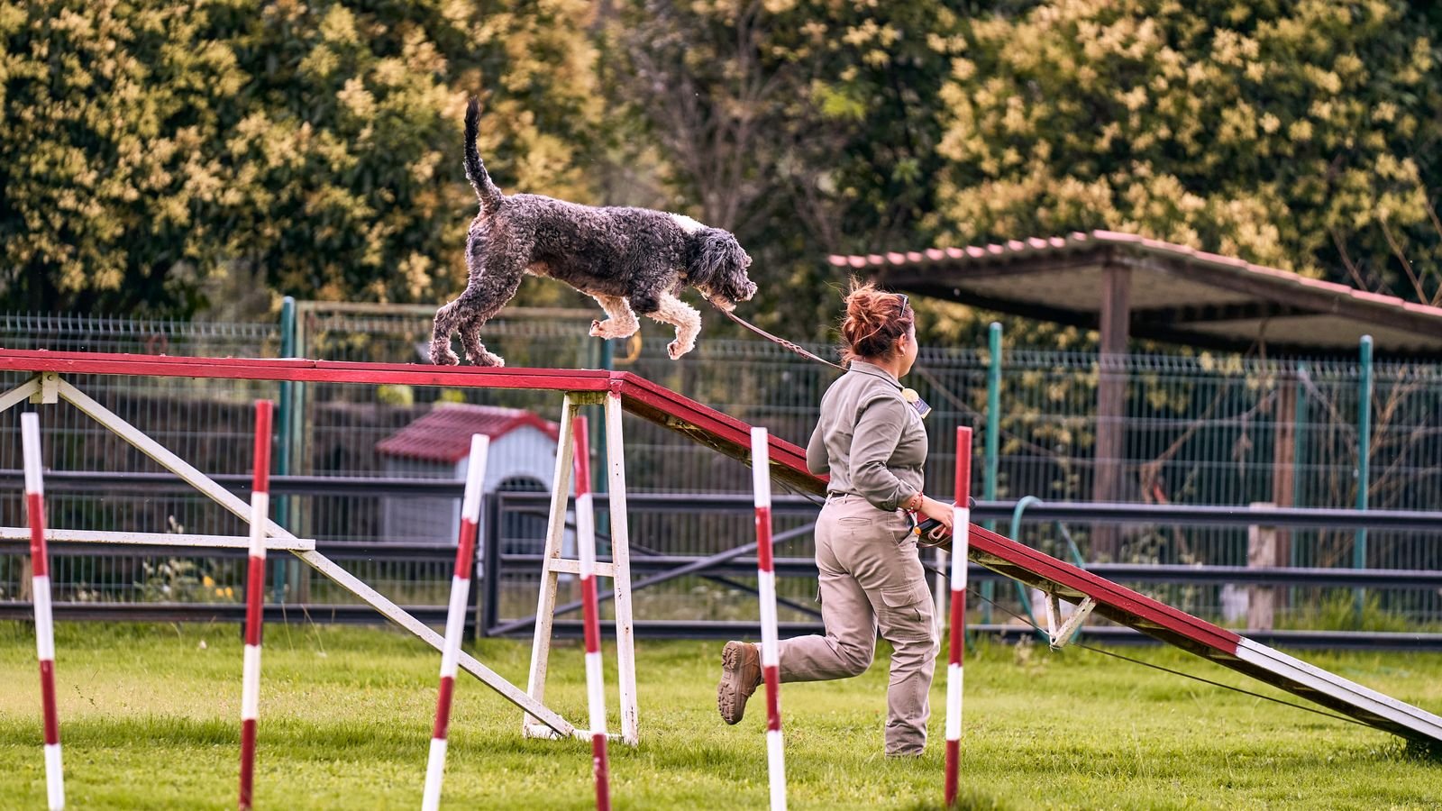 Leash Training and Proper Walking Techniques