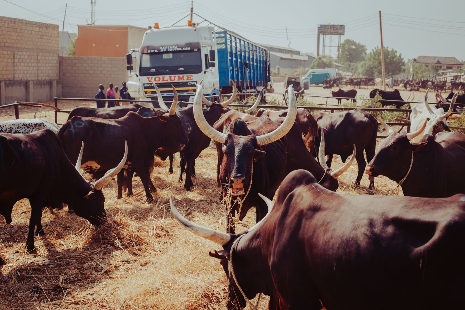 International Pet Transport Kochi