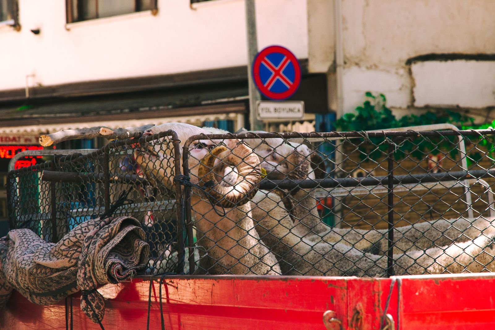 Emergency Animal Evacuation Kochi