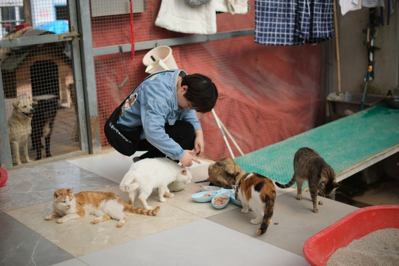 Animal Rescue Satara