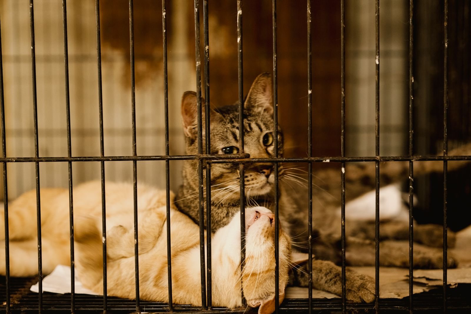 Community Animal Care
