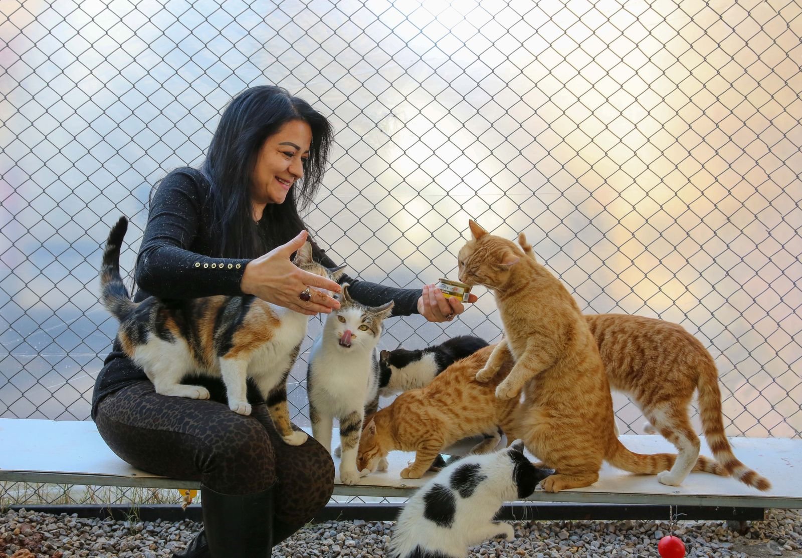 Veterinary Care Services Satara