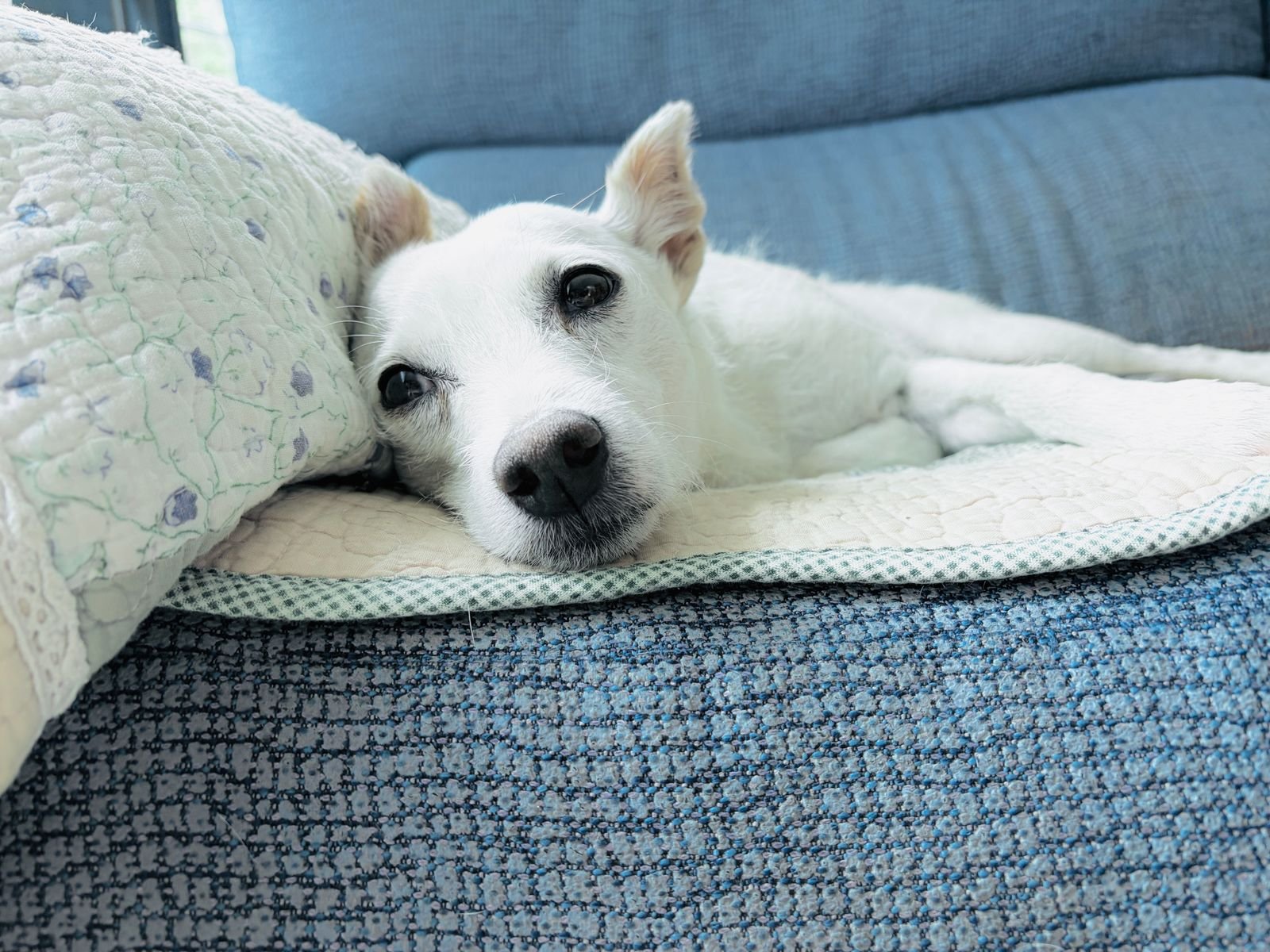 Pet Transportation Pune