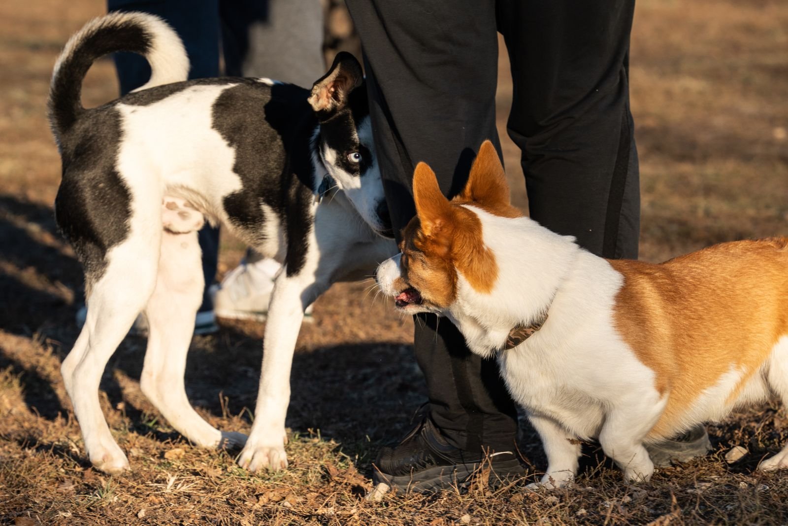 Puppy Socialization Training