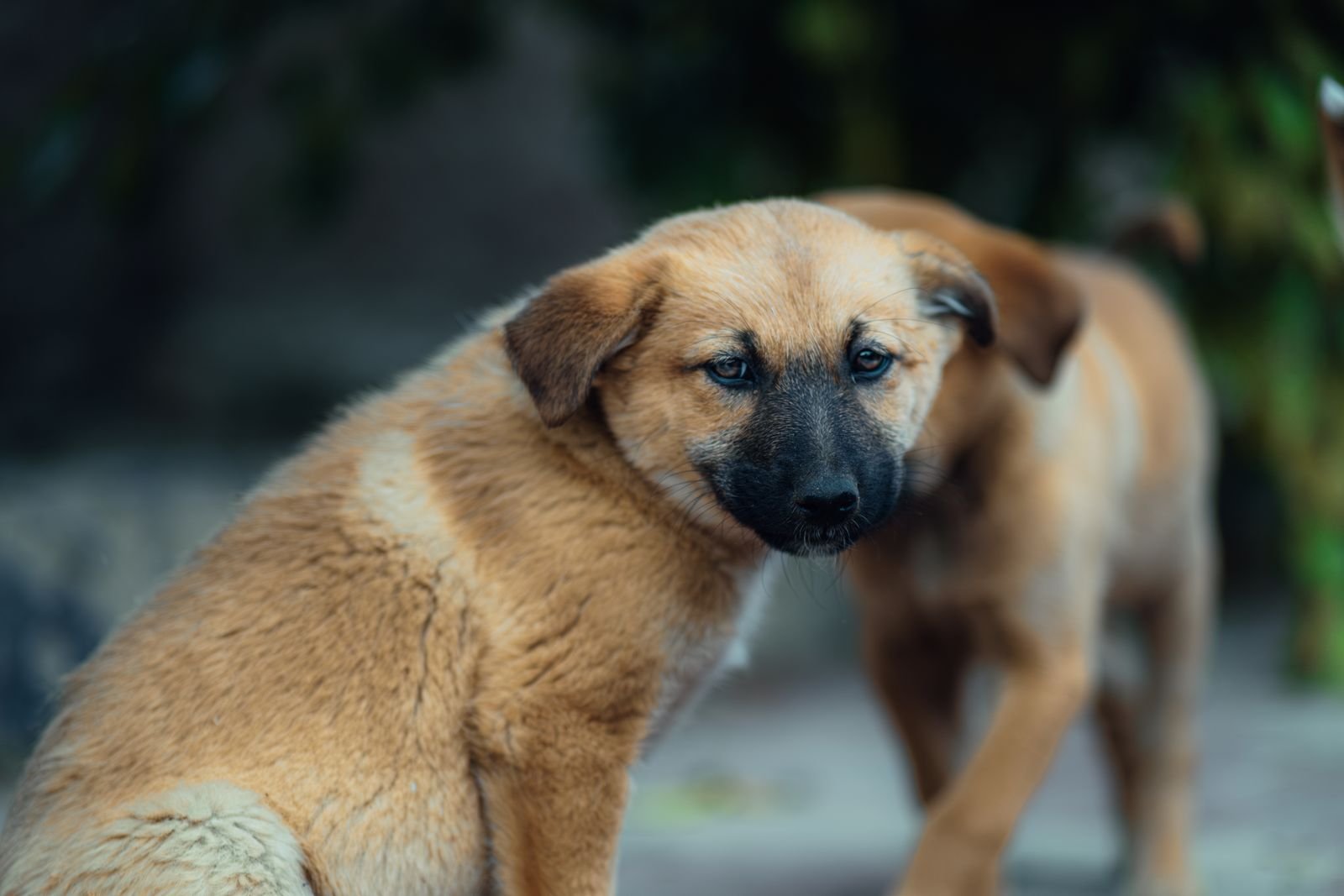Aggression Management