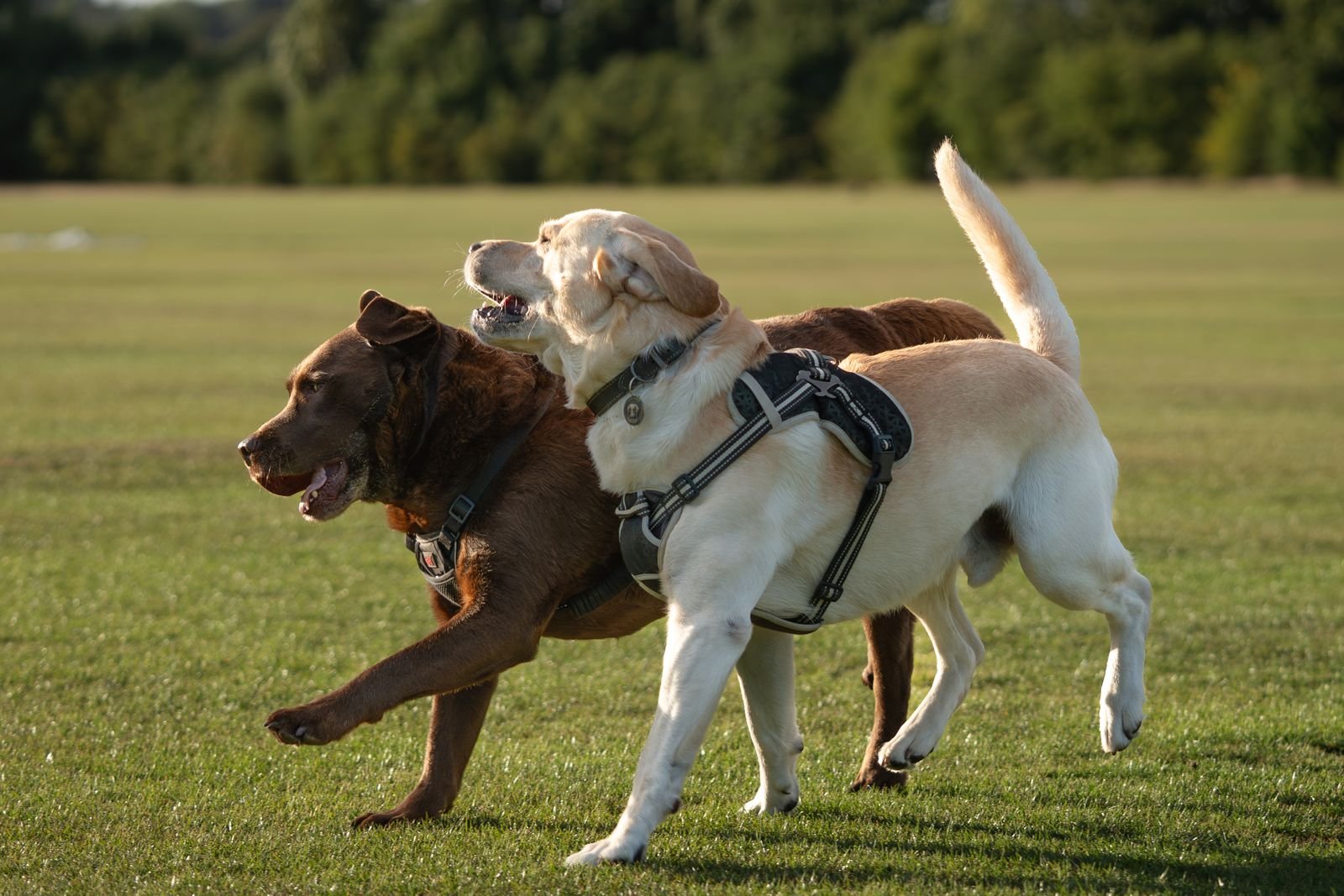 Therapy Dog Preparation