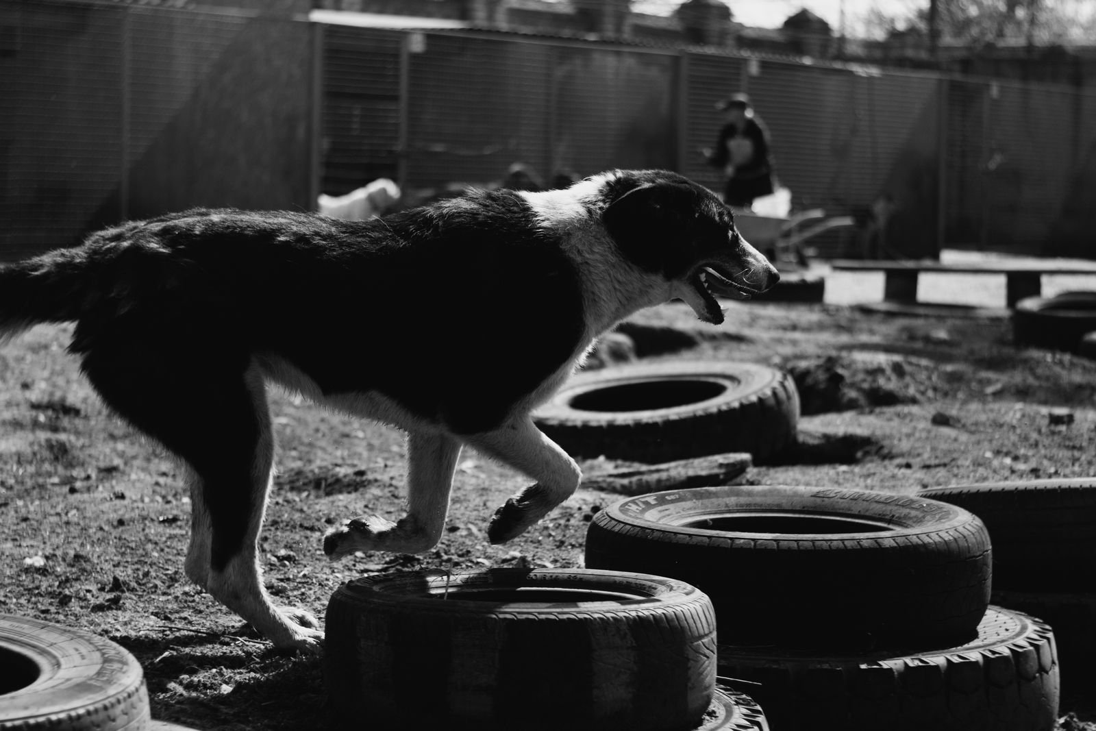 Senior Dog Fitness Program