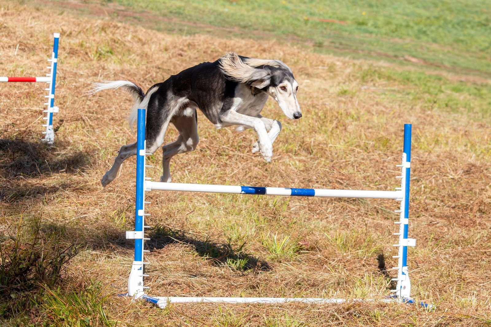 Puppy Fitness and Socialization