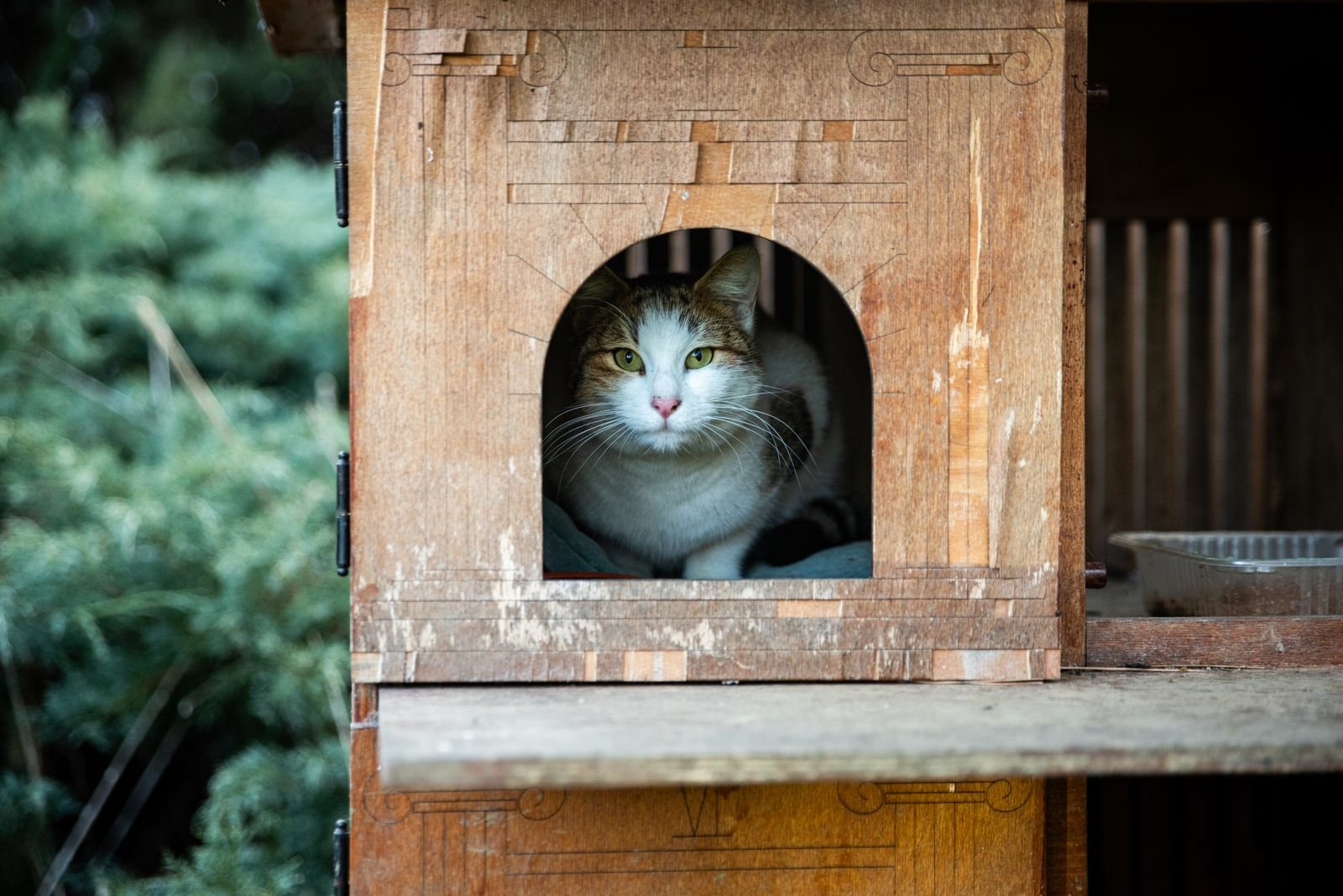 Luxury Cat Boarding Suites