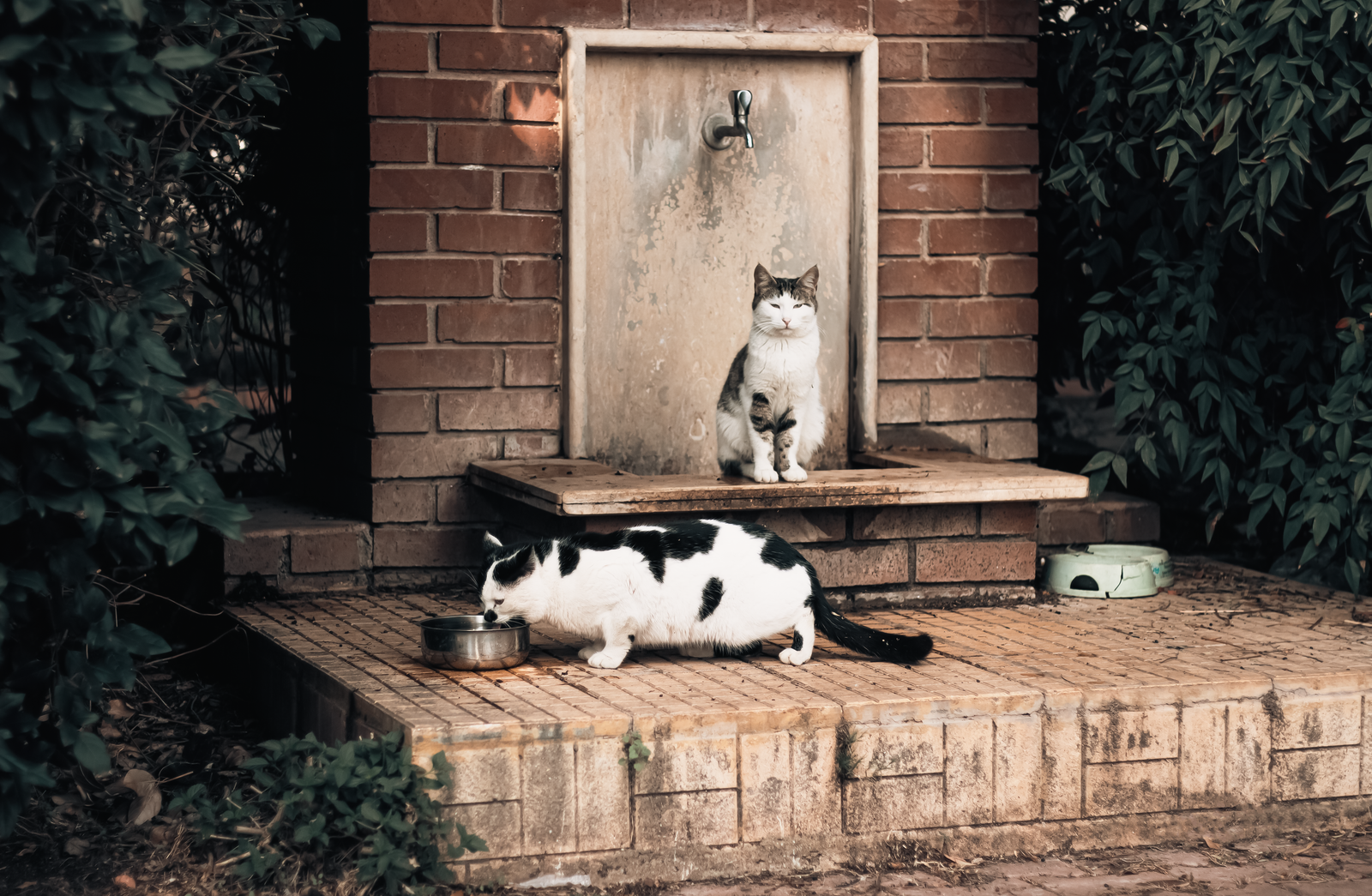 Premium Cat Grooming