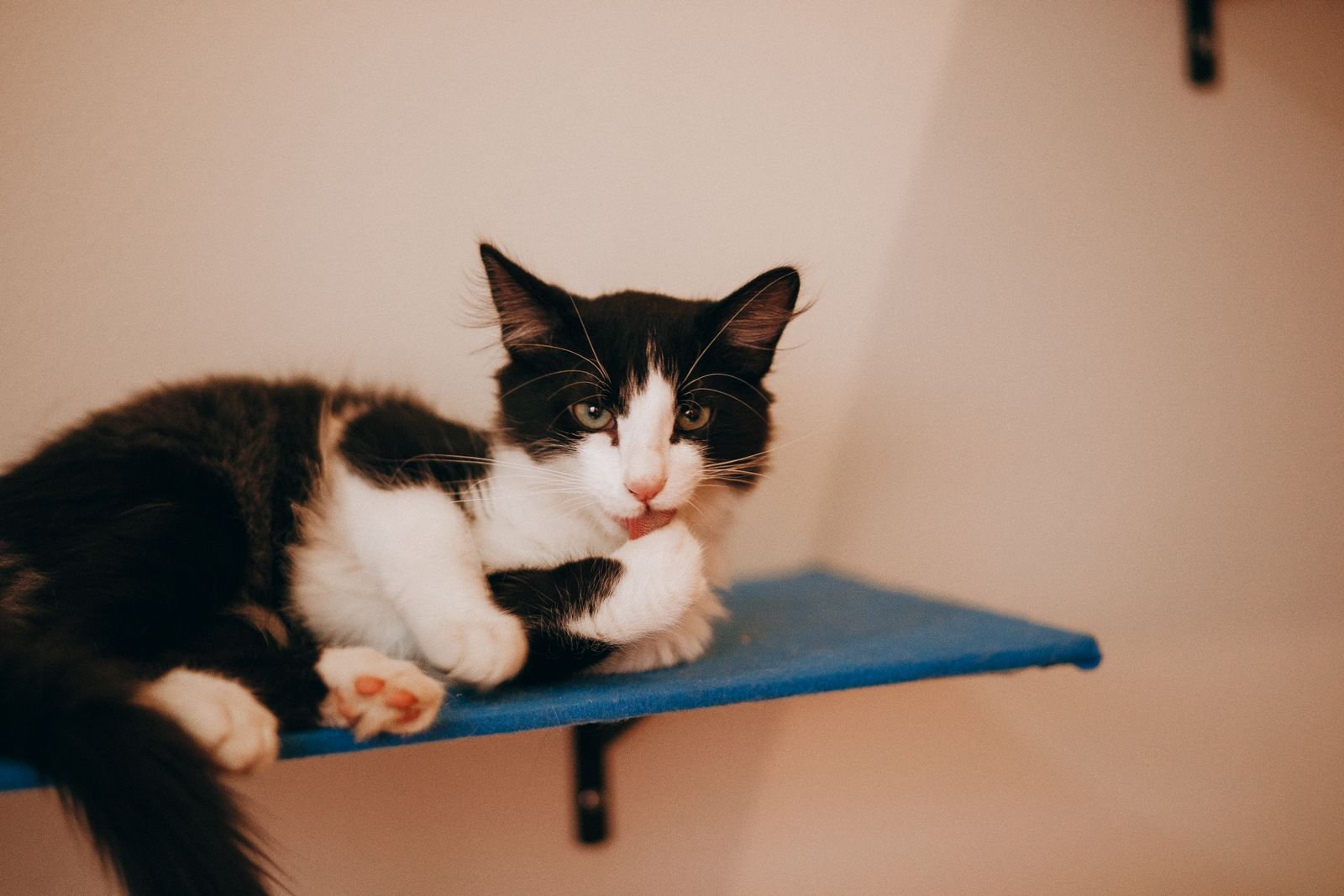 Veterinary Care Services