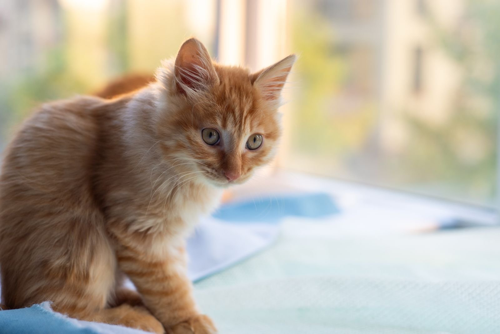 Cat Training Programs