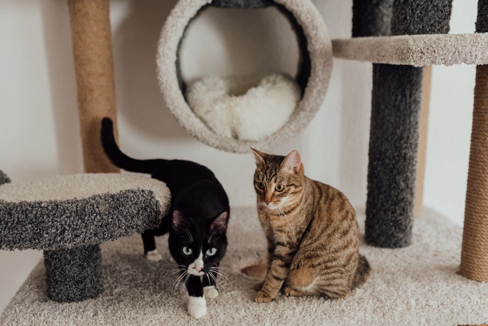 Cat Photography Sessions