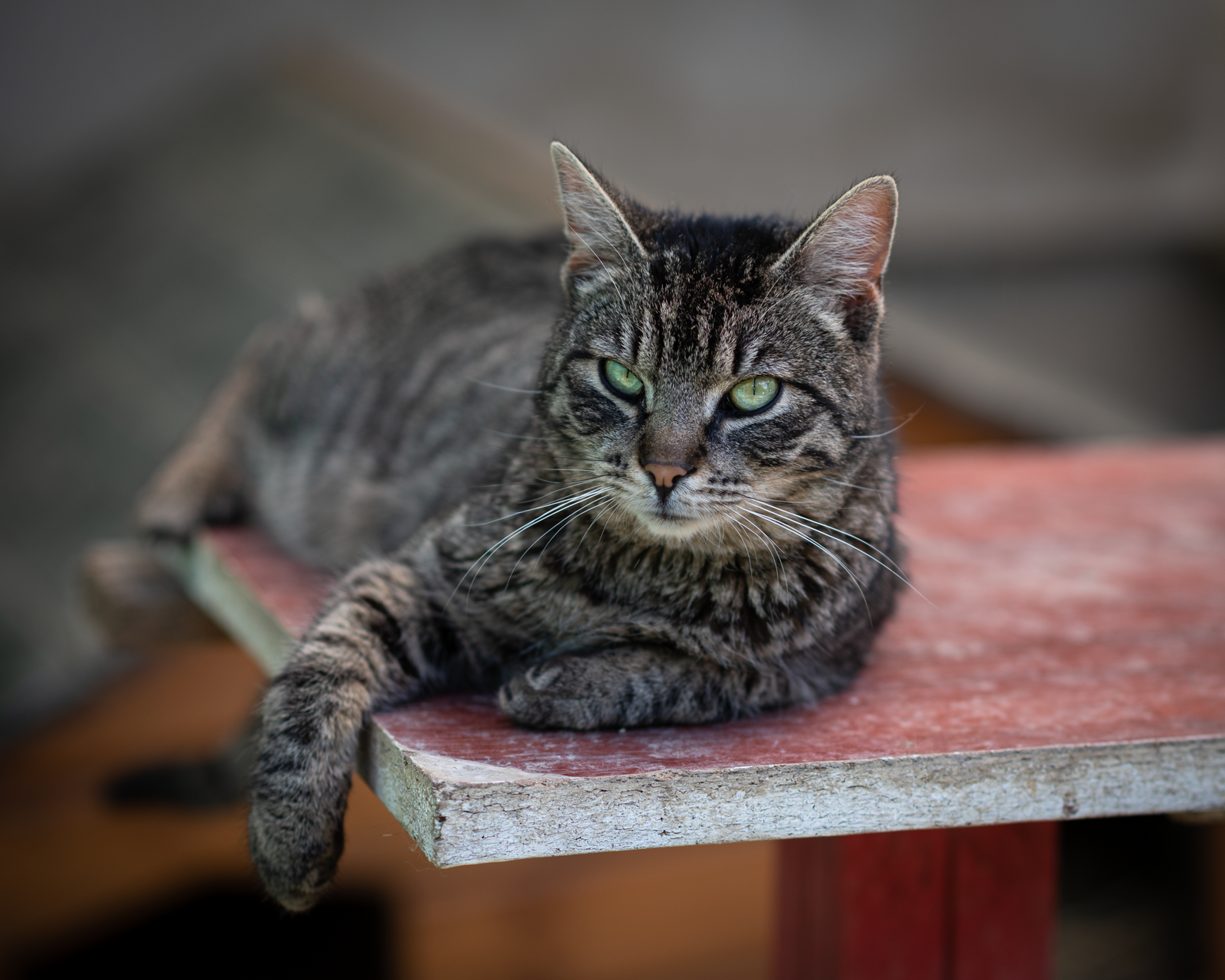 Cat Adoption Center