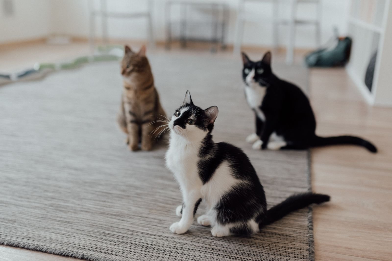 Specialized Cat Feeding
