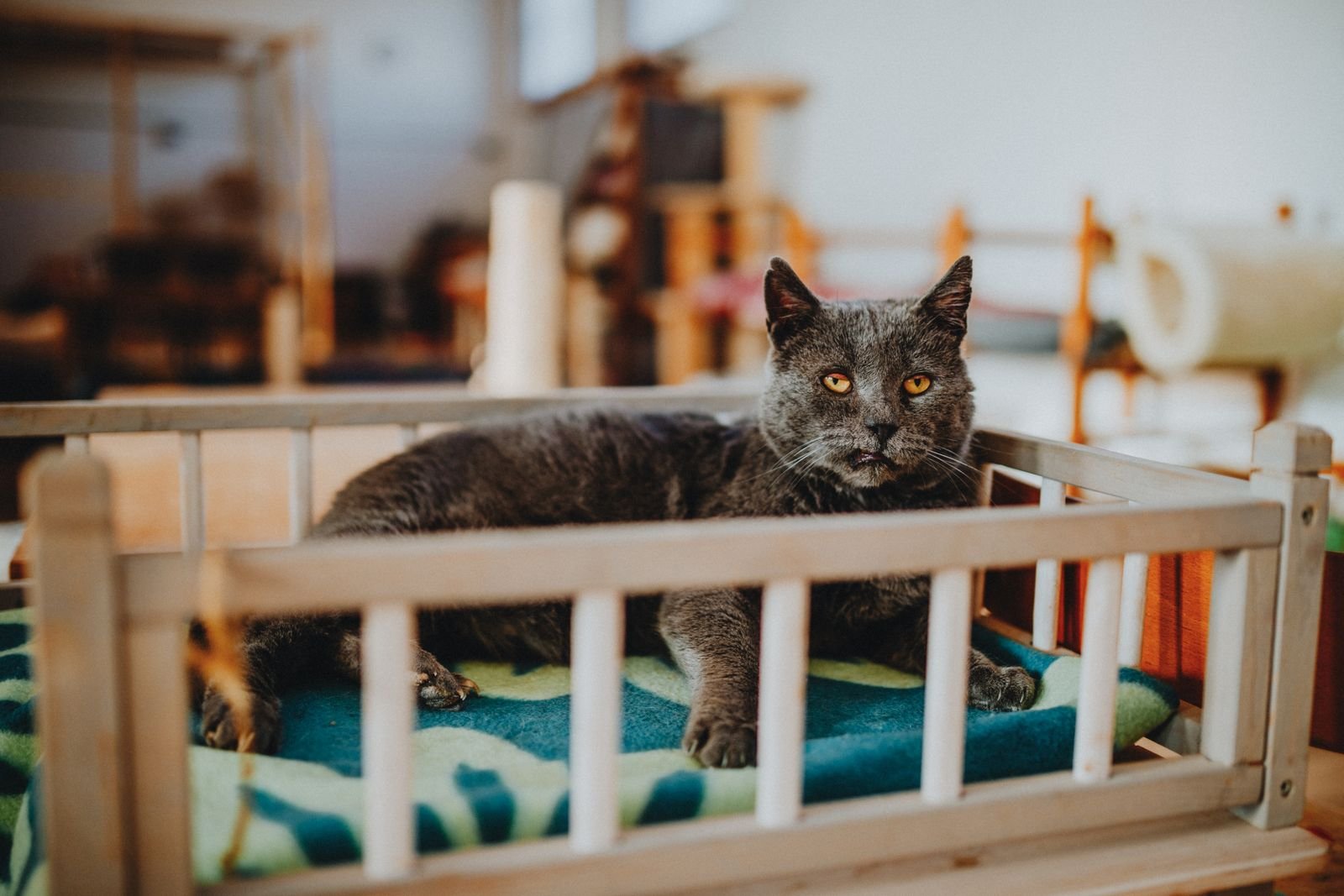 Luxury Cat Suites