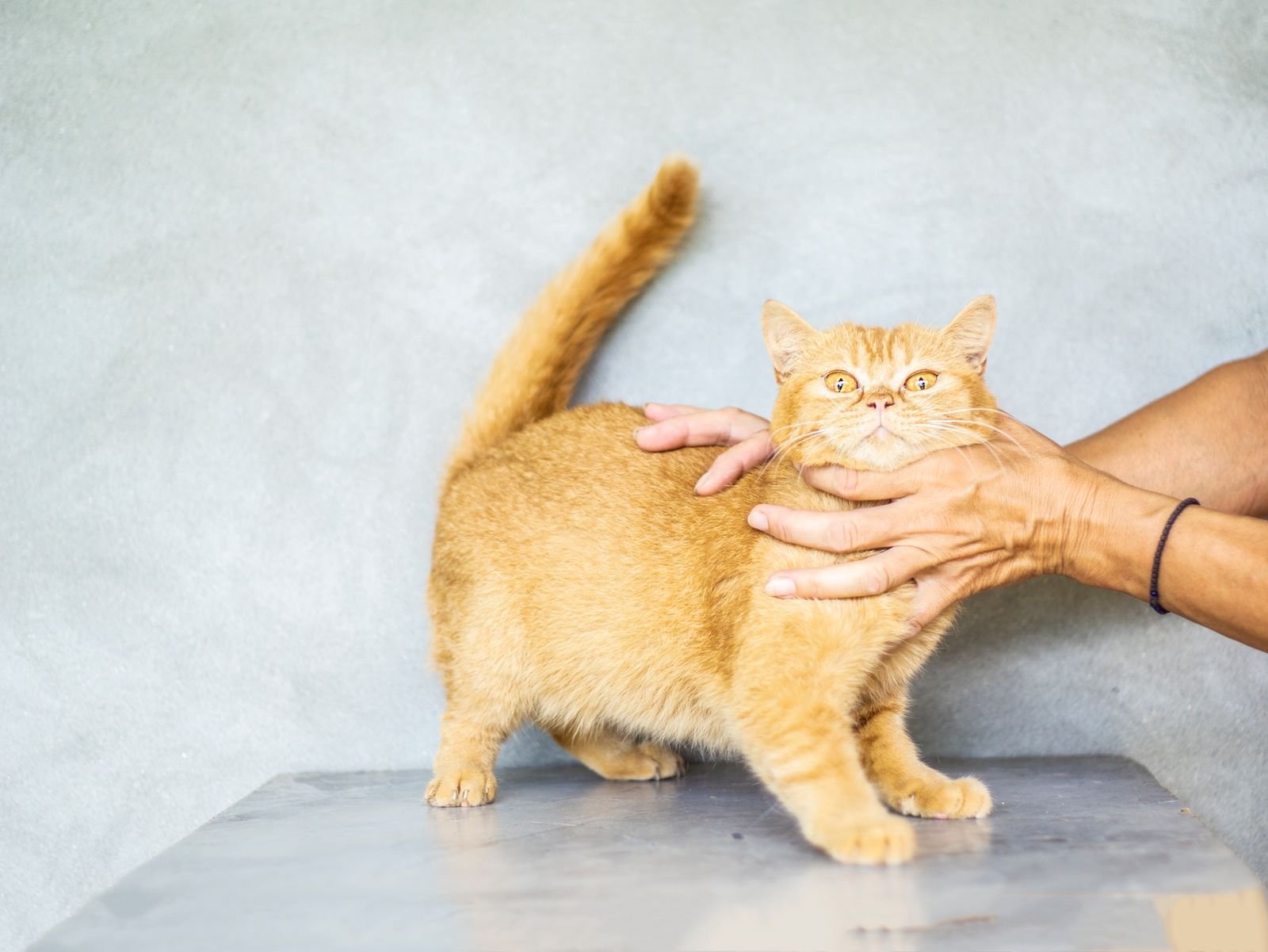 Cat Adoption and Fostering Services