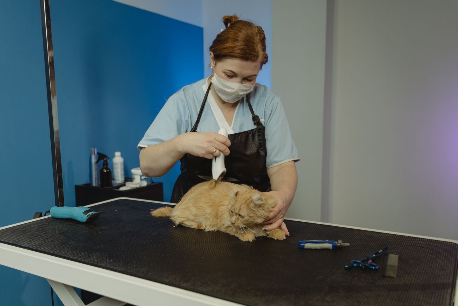 Community Cat Care and Awareness Programs