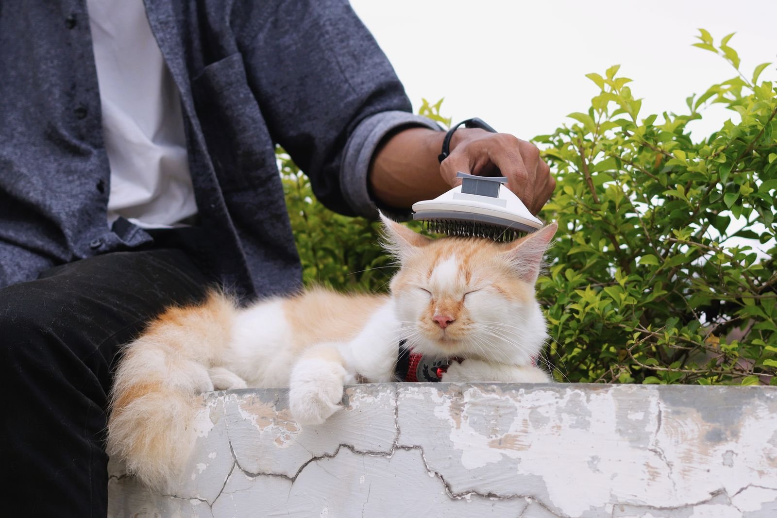 Emergency Cat Response