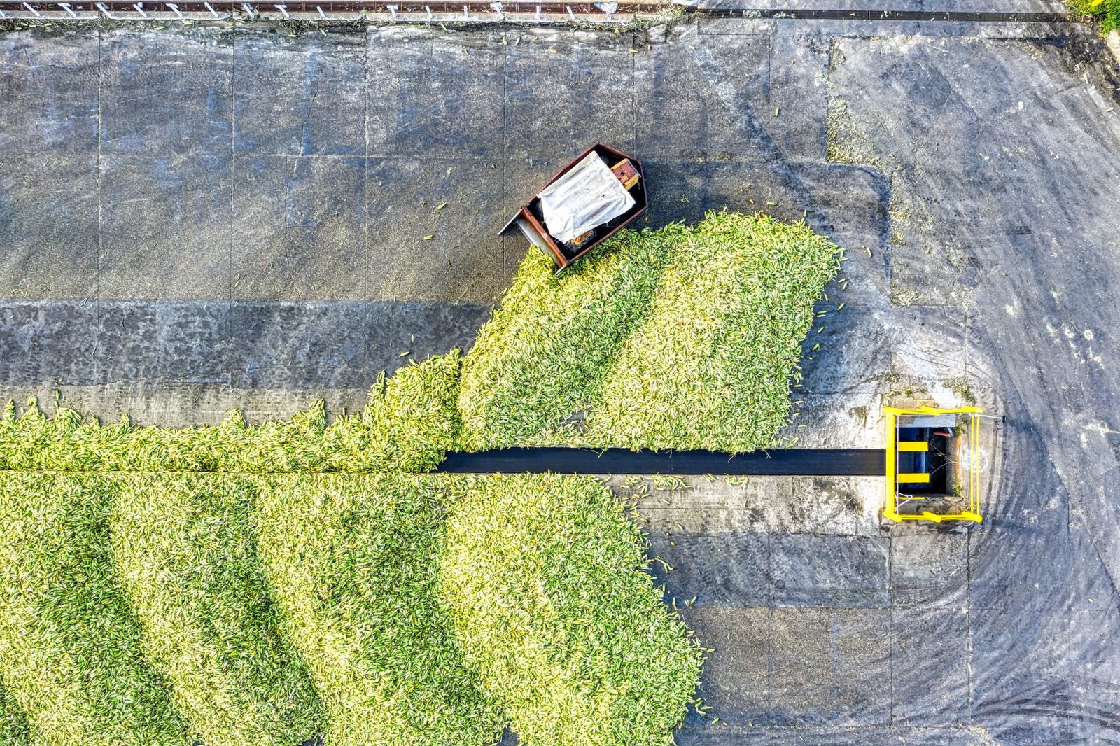 De-Matting Service