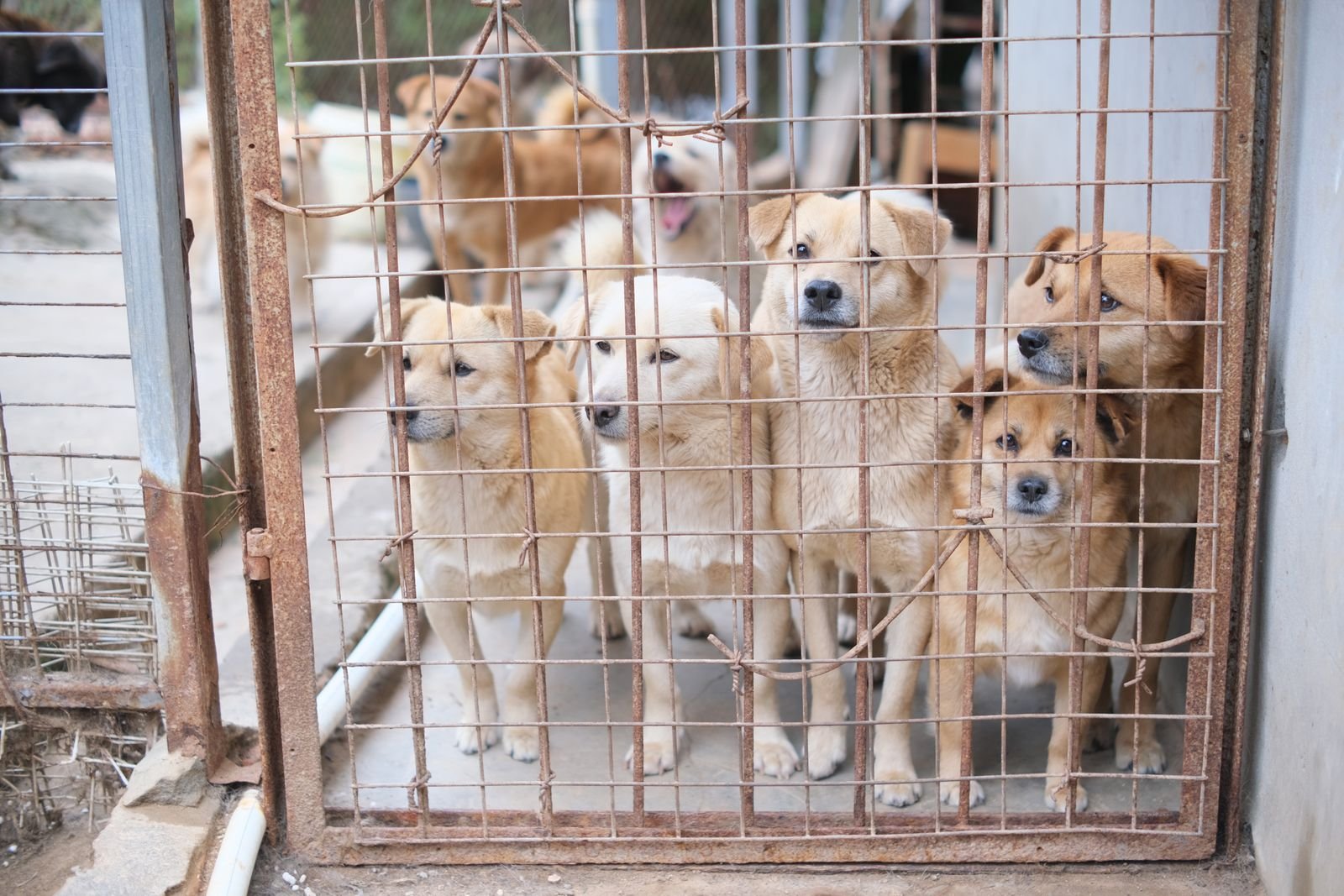 Luxury Dog Boarding Kennels Nagpur