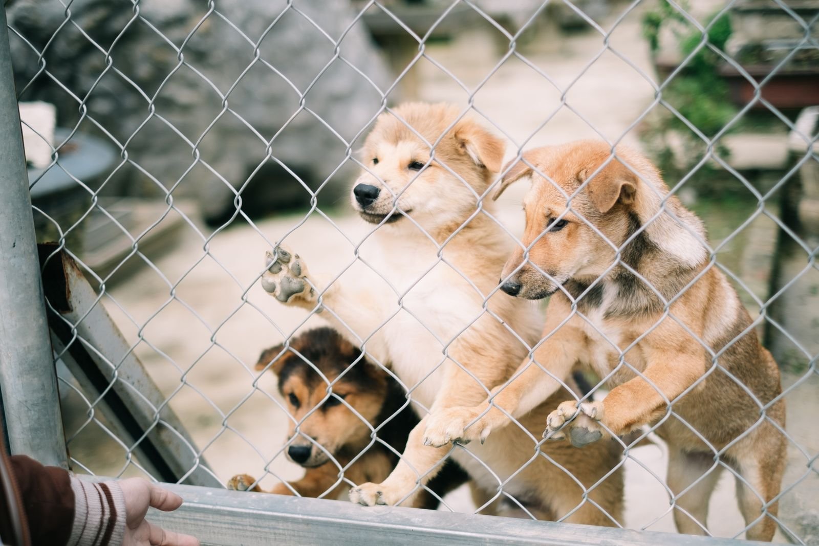 Safe Dog Boarding Environment Nagpur