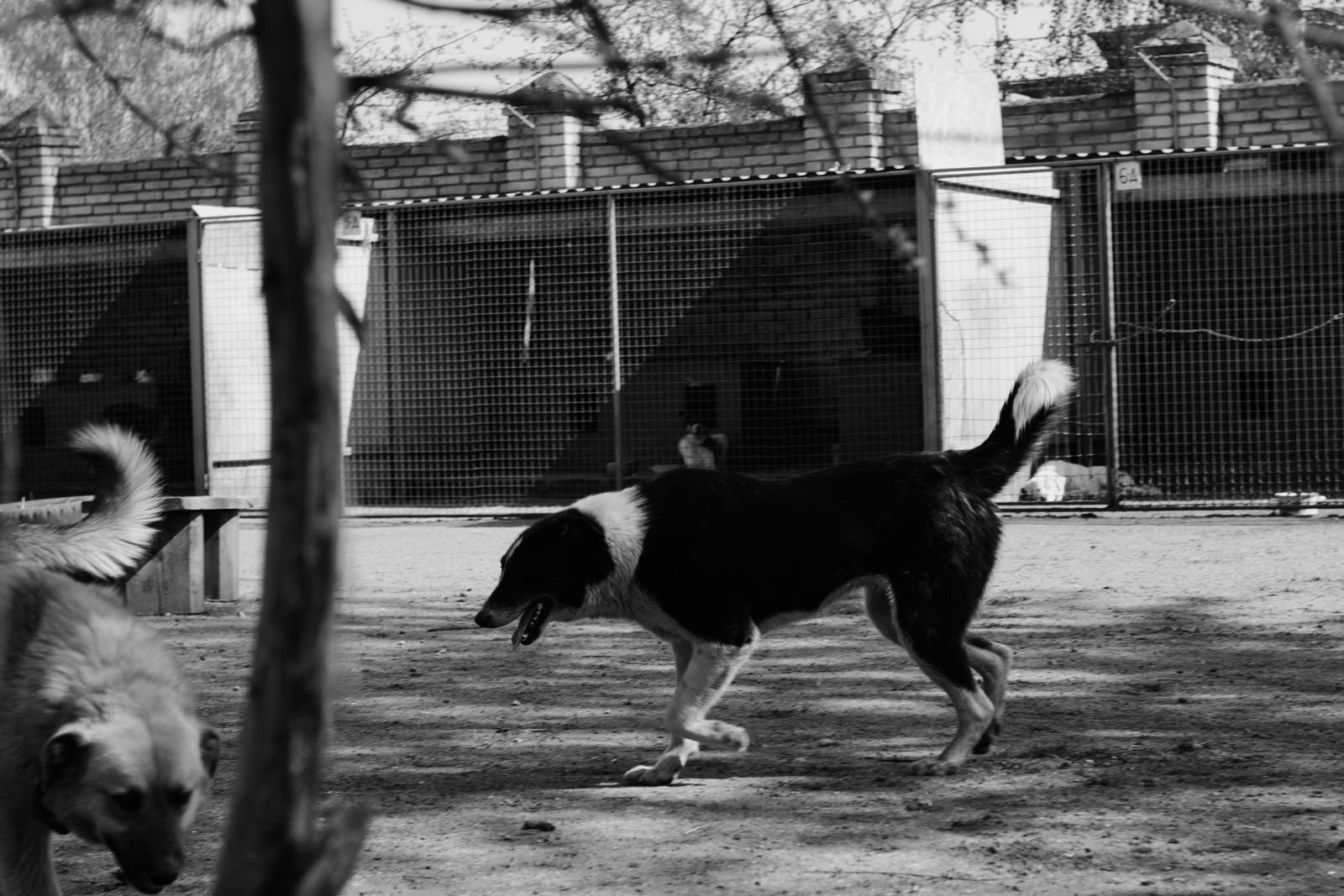 Dog Daycare and Playgroups Mumbai