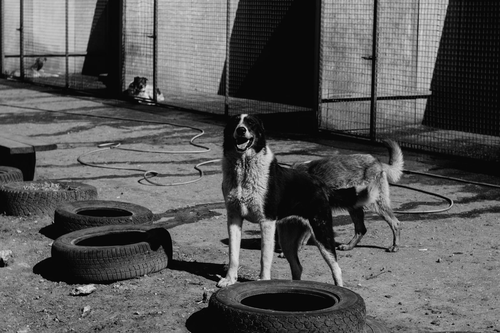 Luxury Dog Boarding Kennels in Mankhurd Mumbai