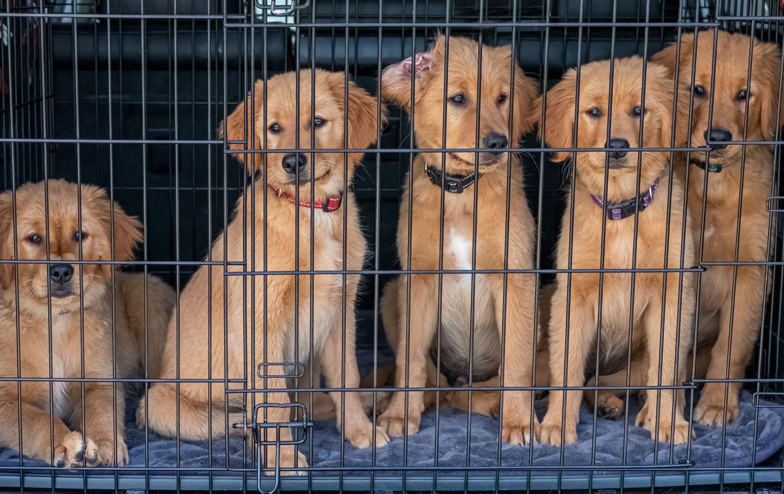 Special Needs and Senior Dog Care Mumbai