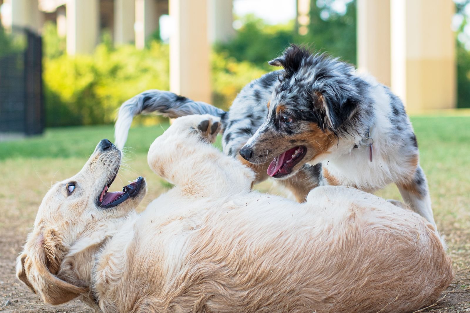 Professional Dog Grooming Services