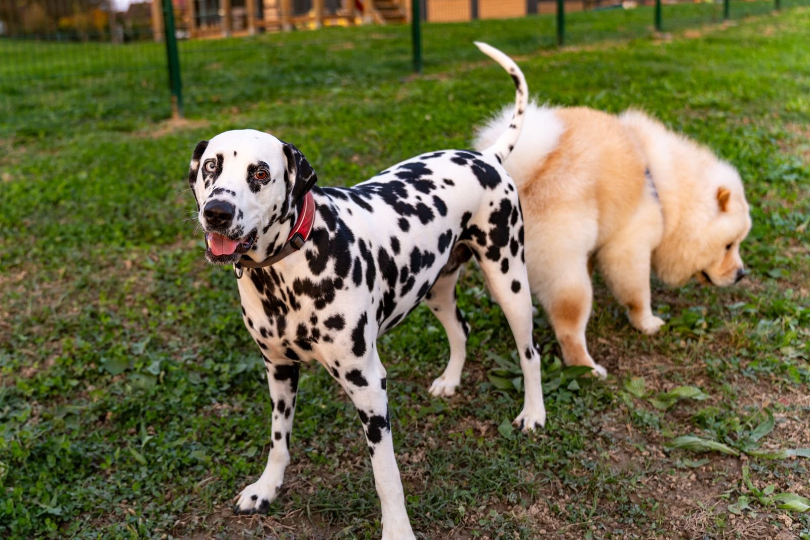 Dogs socializing at daycare