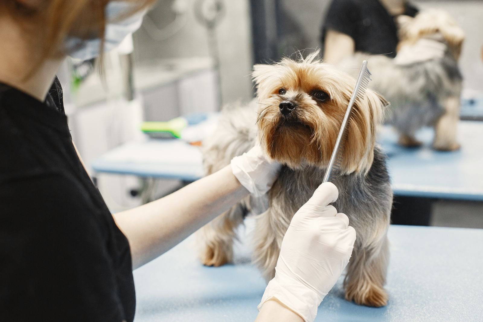 Dog Grooming Service Sangamner