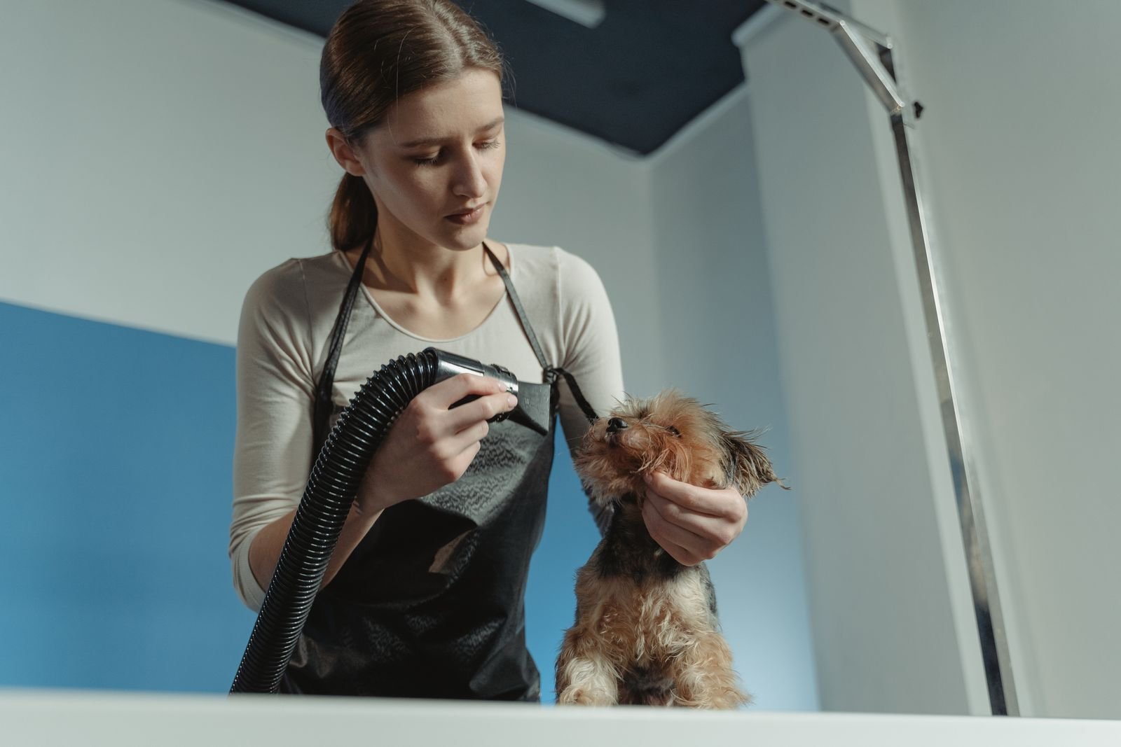 Pet Spa and Styling