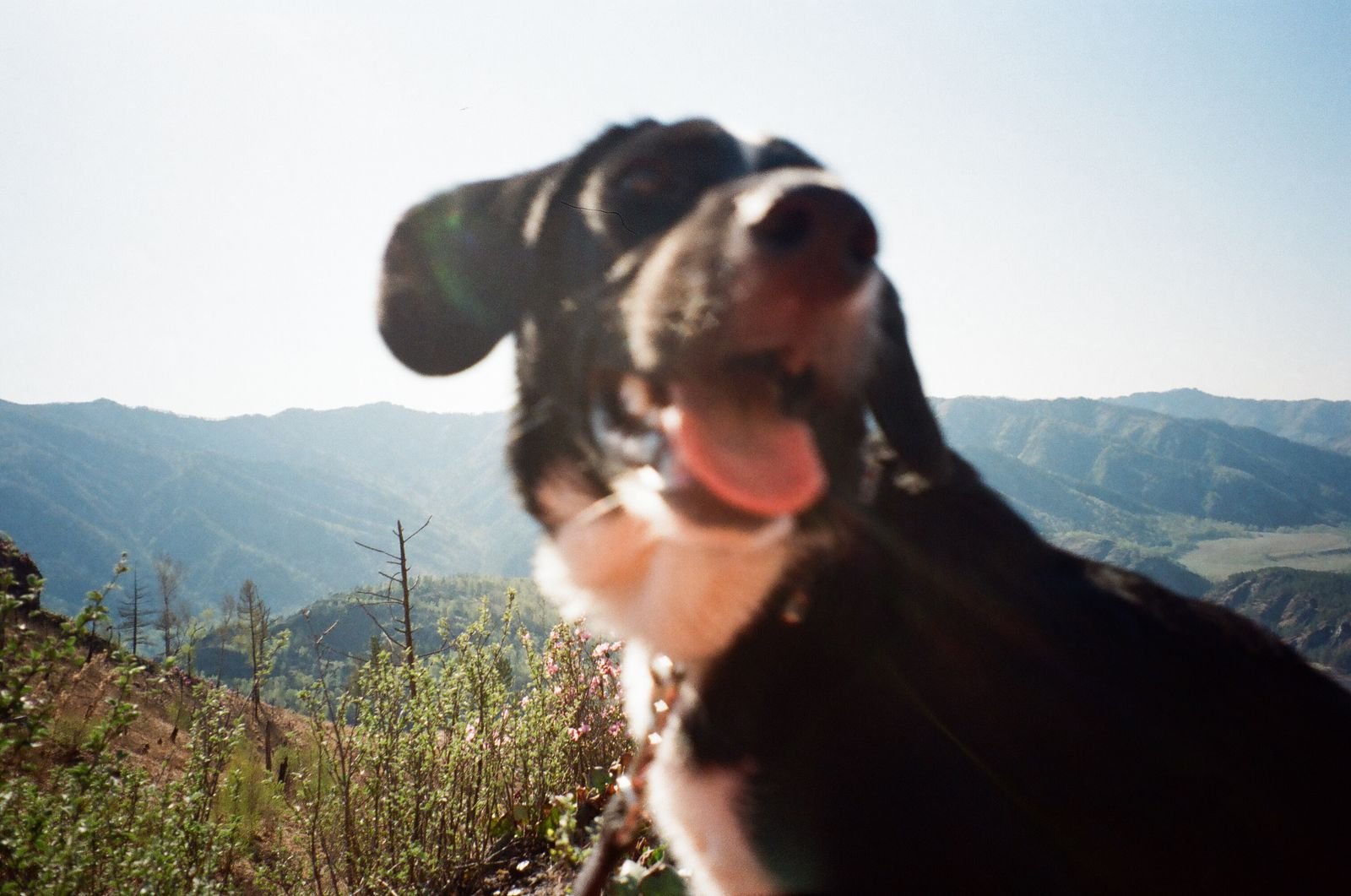 Group Dog Hikes Virar East