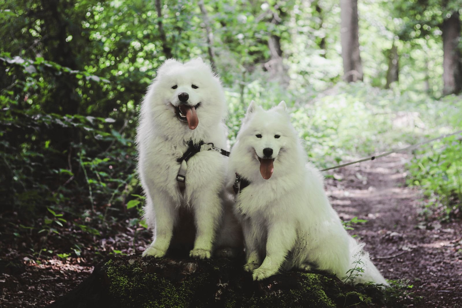 Dog Hiking Video 2