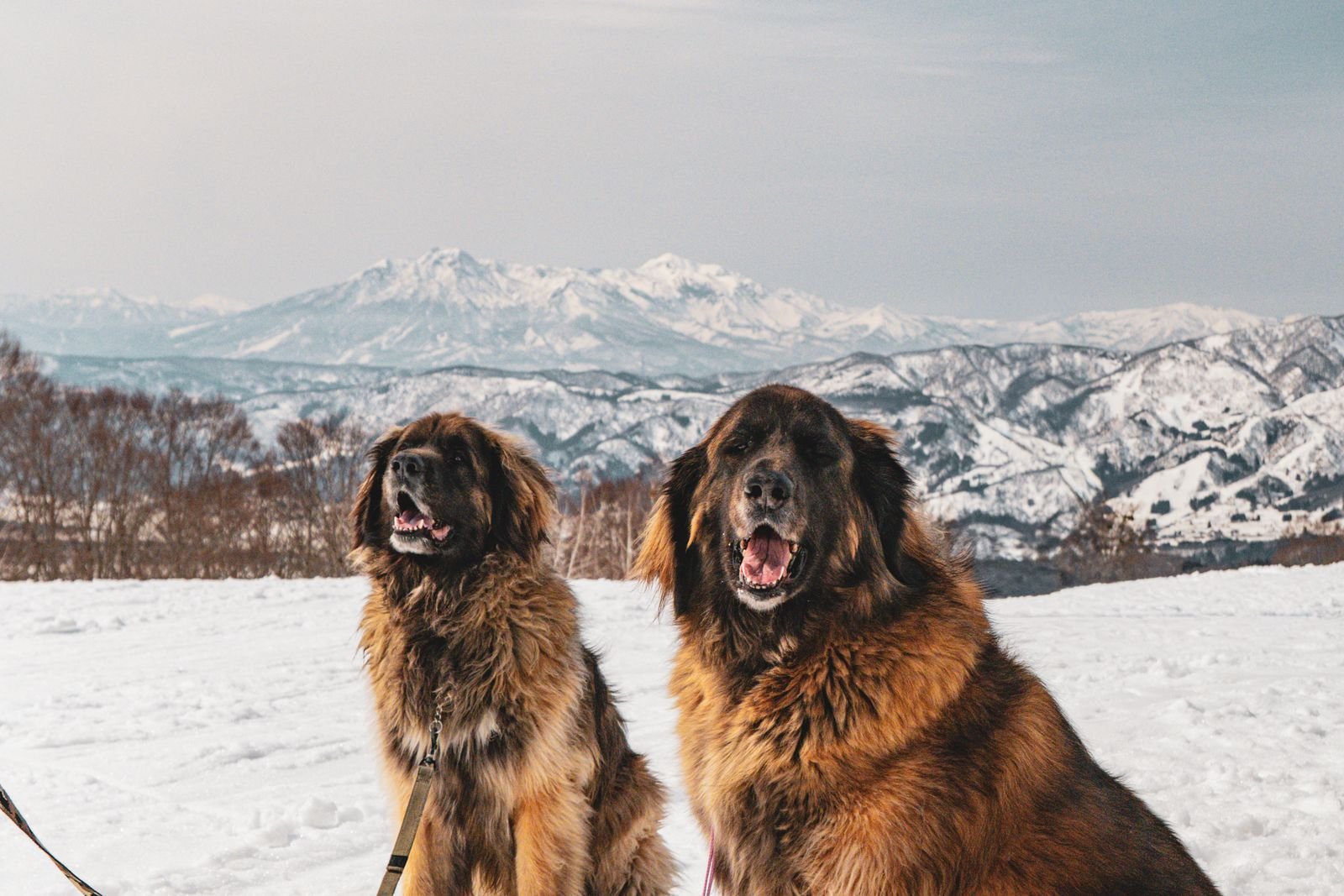 Dog Hiking Video 3
