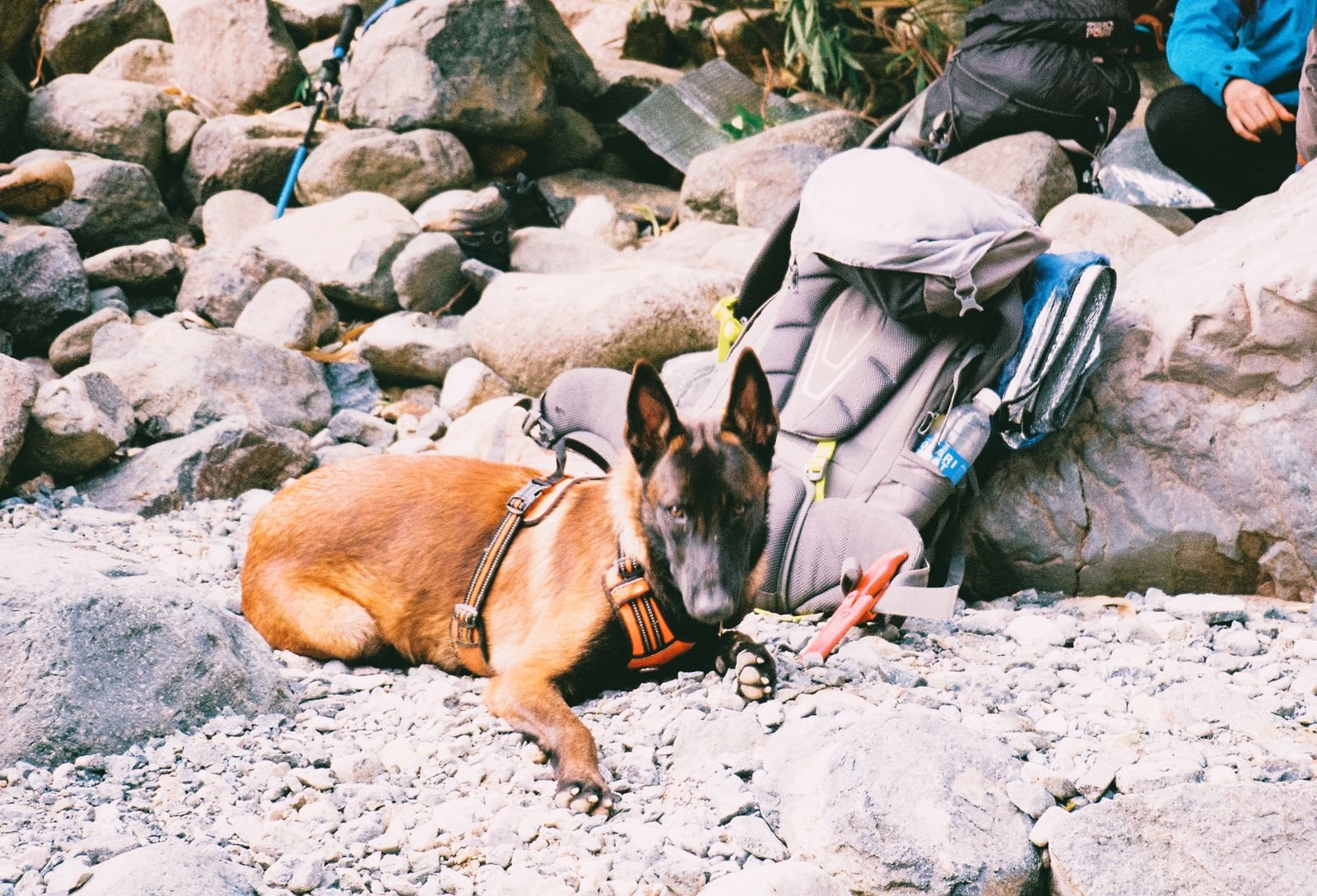 Off-Leash Park Excursions Virar