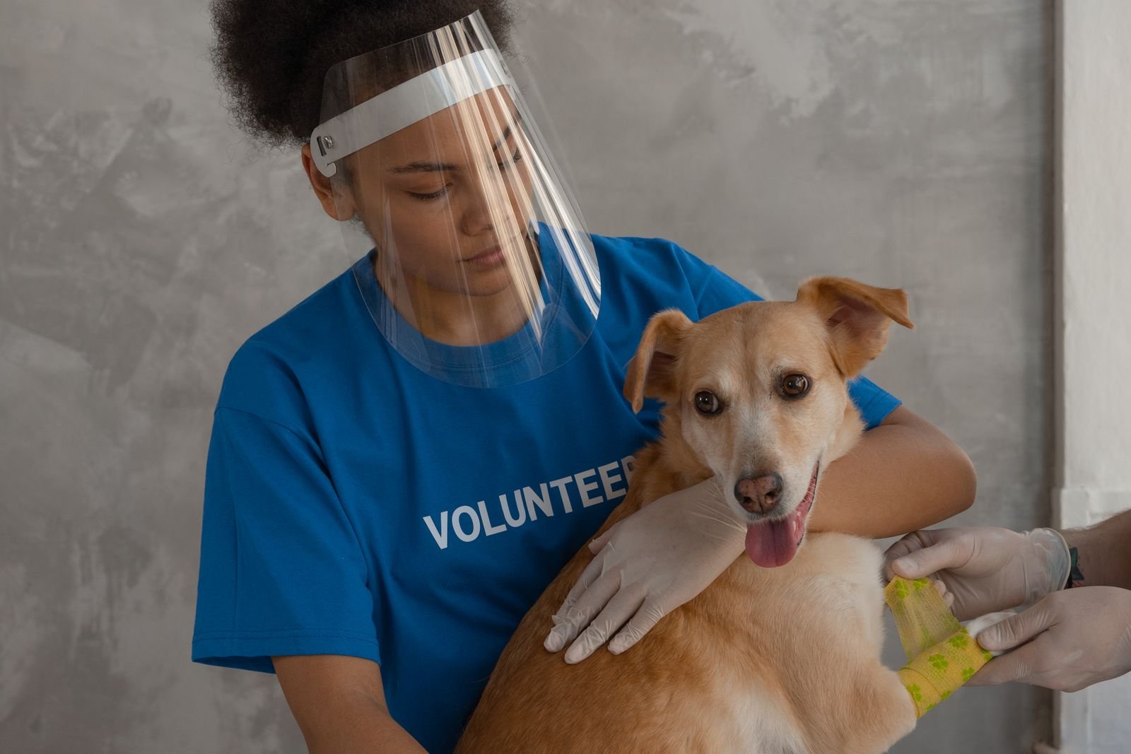 Emergency Dog Rescue Service in Yerawada Pune