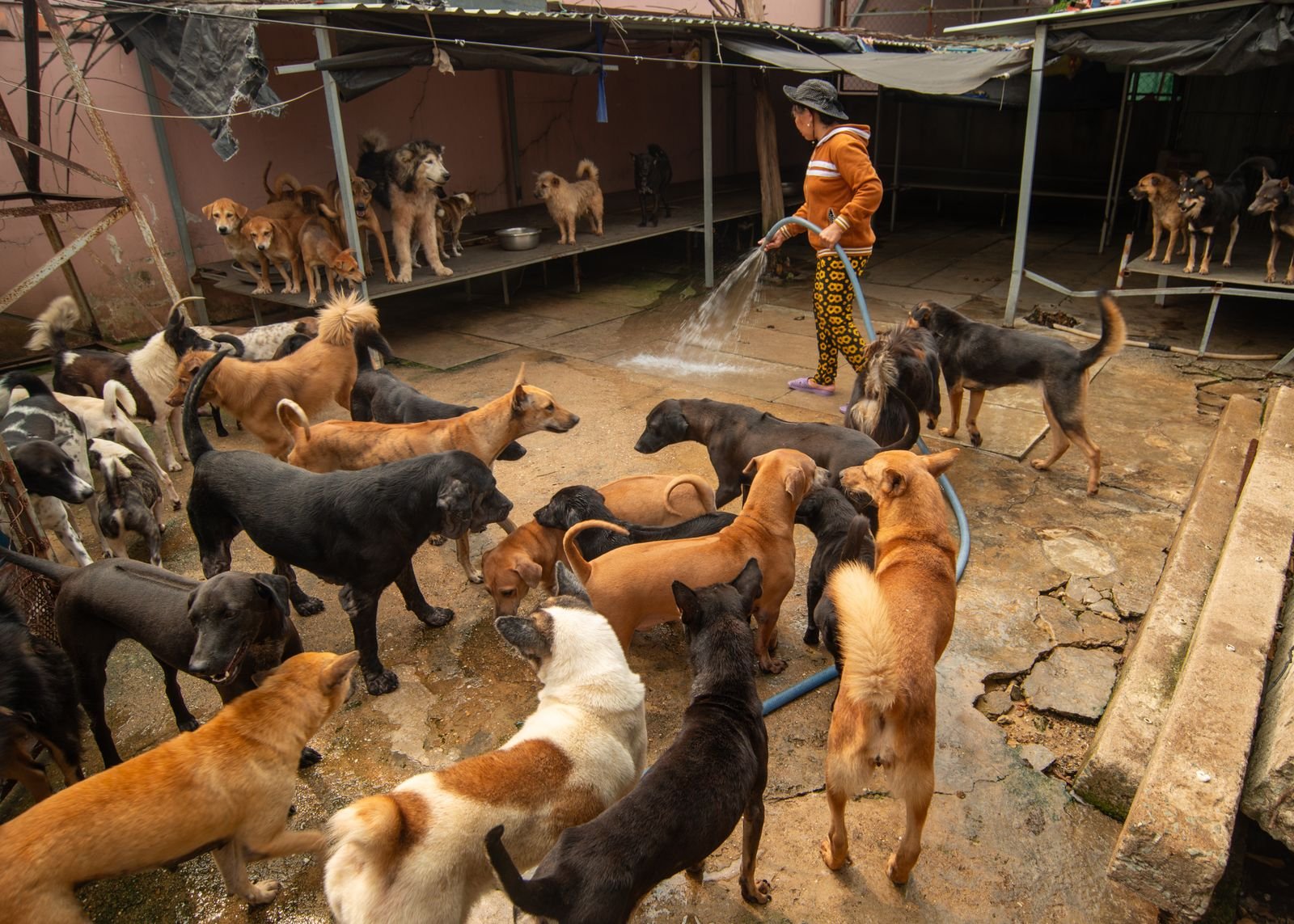 Dog Adoption Vellore - Your Compassion Can Save Lives