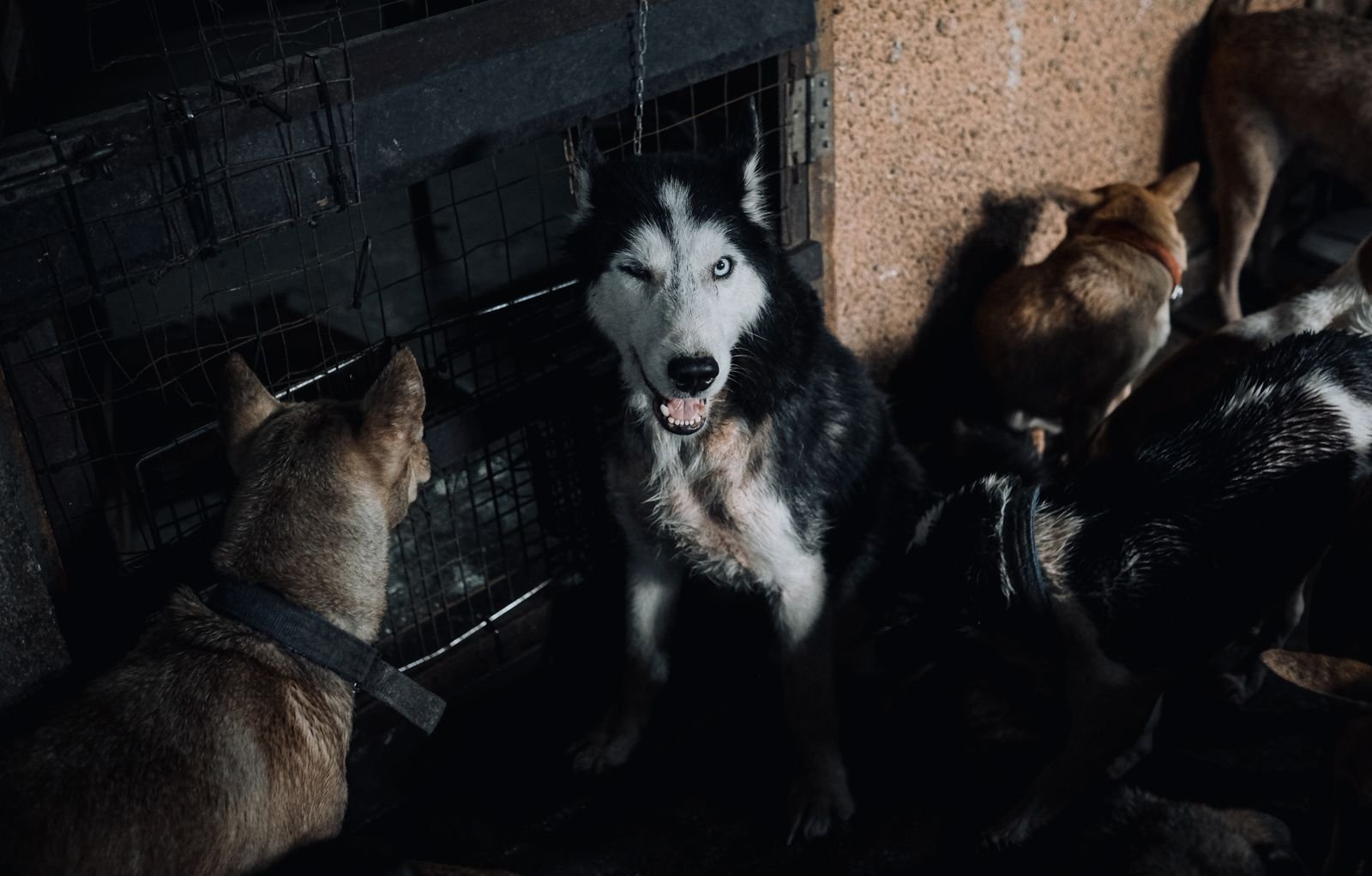 Dog Rehabilitation Vellore - Adopt Don't Shop