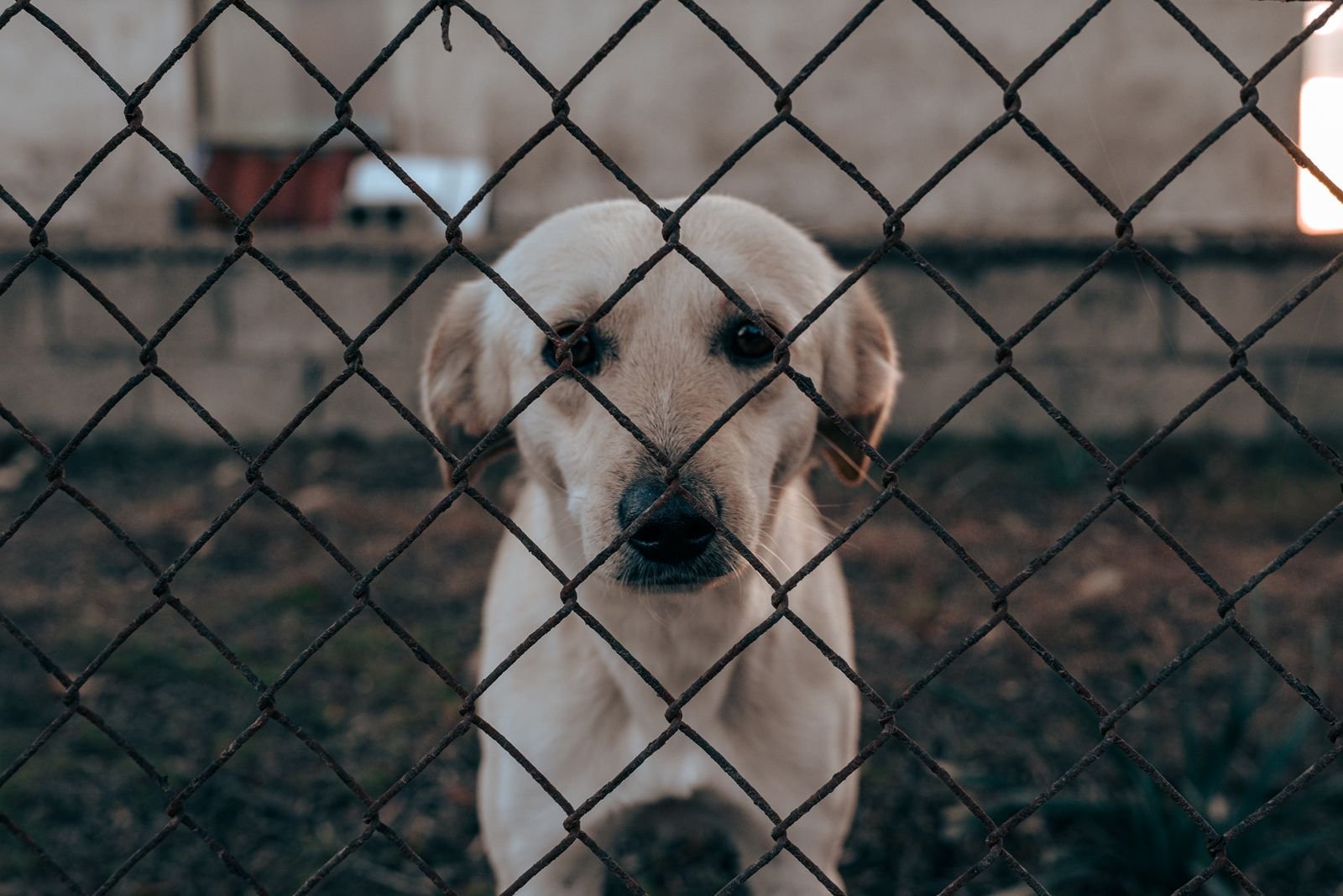 Dog Adoption Services in Pune