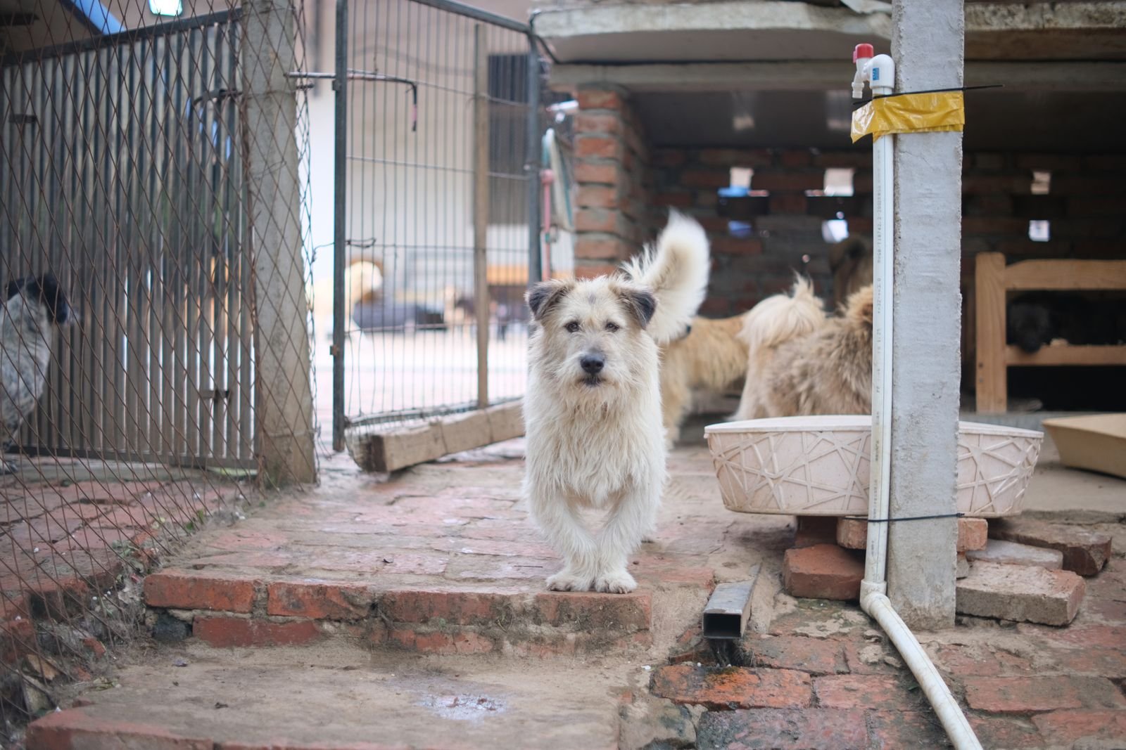Veterinary Medical Care for Dogs Pune