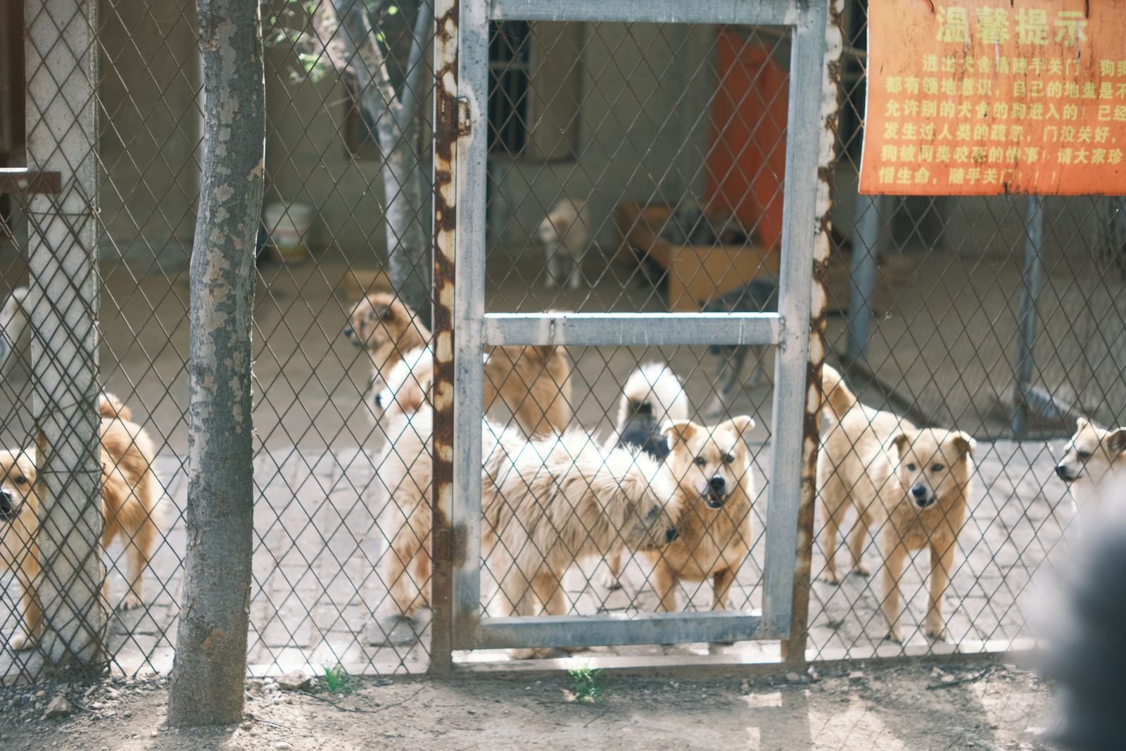 Dog Rehabilitation and Behavior Training Yerawada
