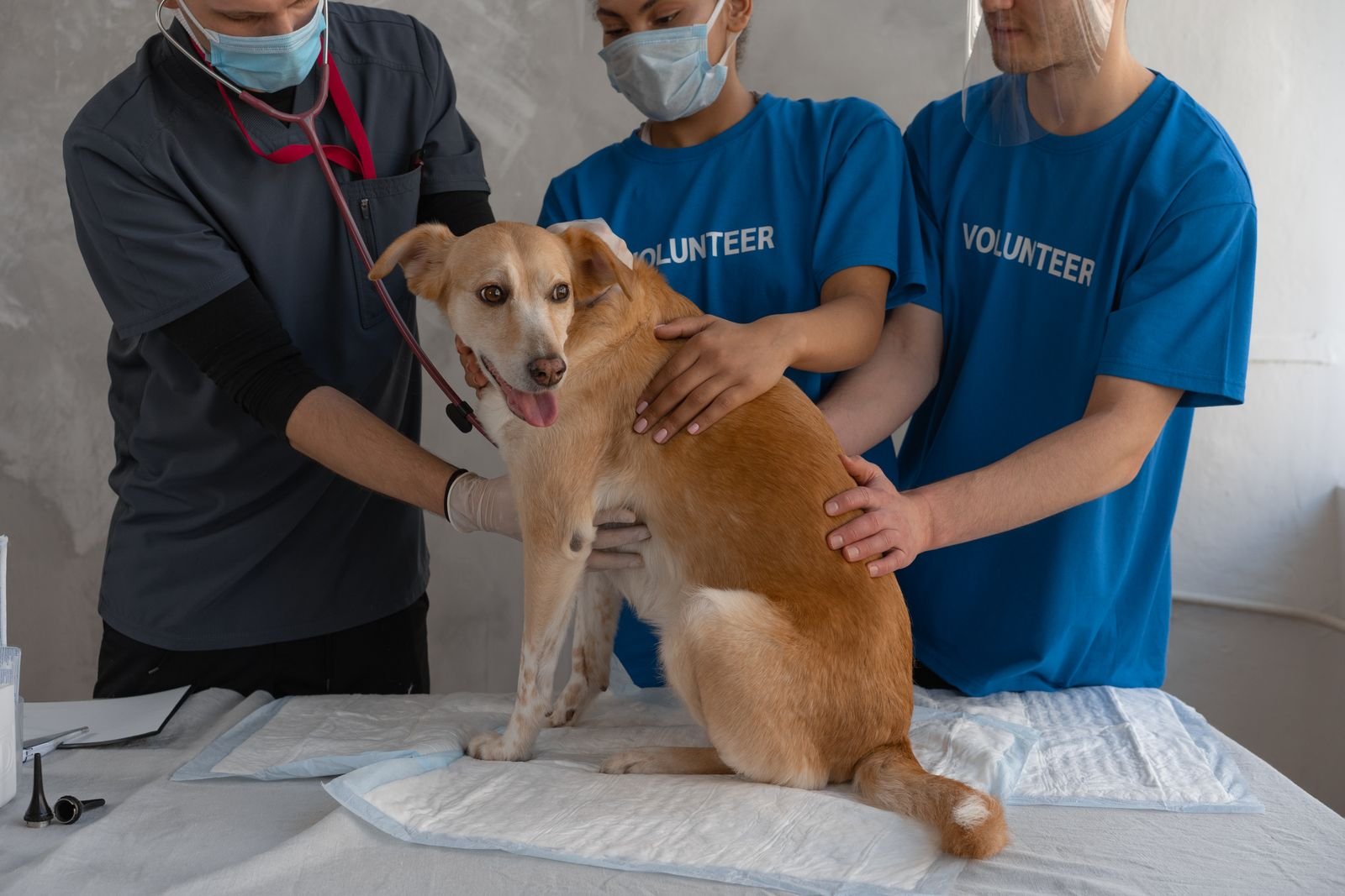 Foster Care Network for Dogs Pune