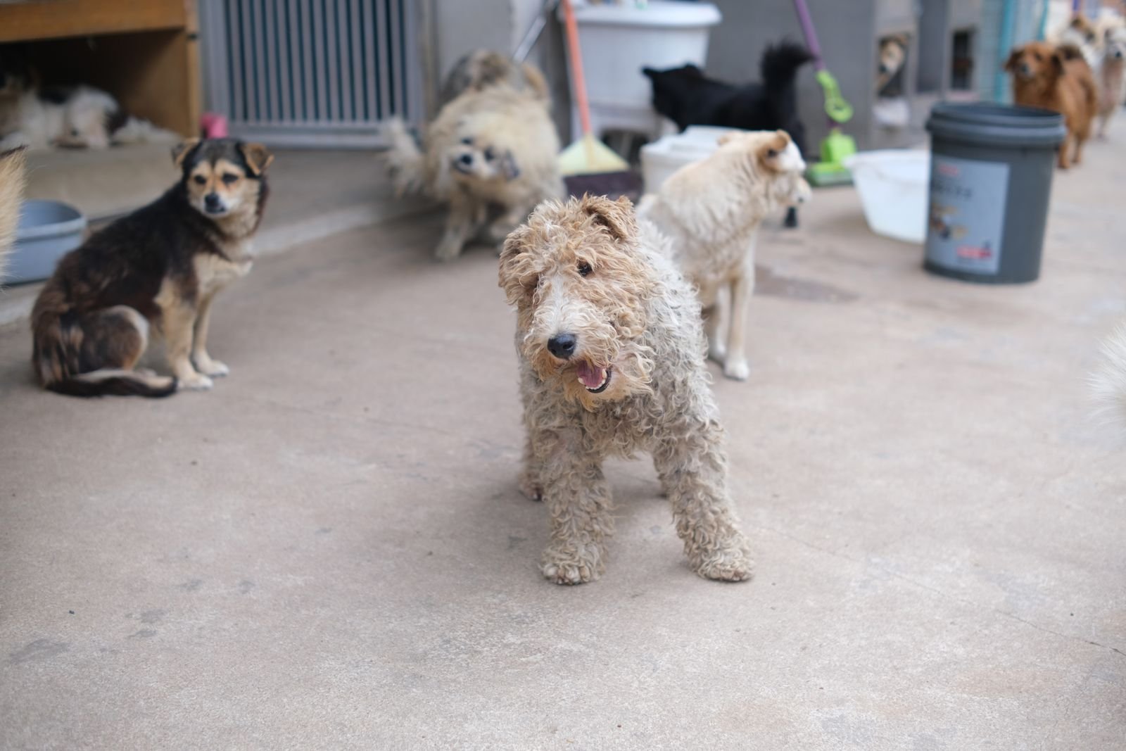 Community Education and Awareness for Dog Welfare