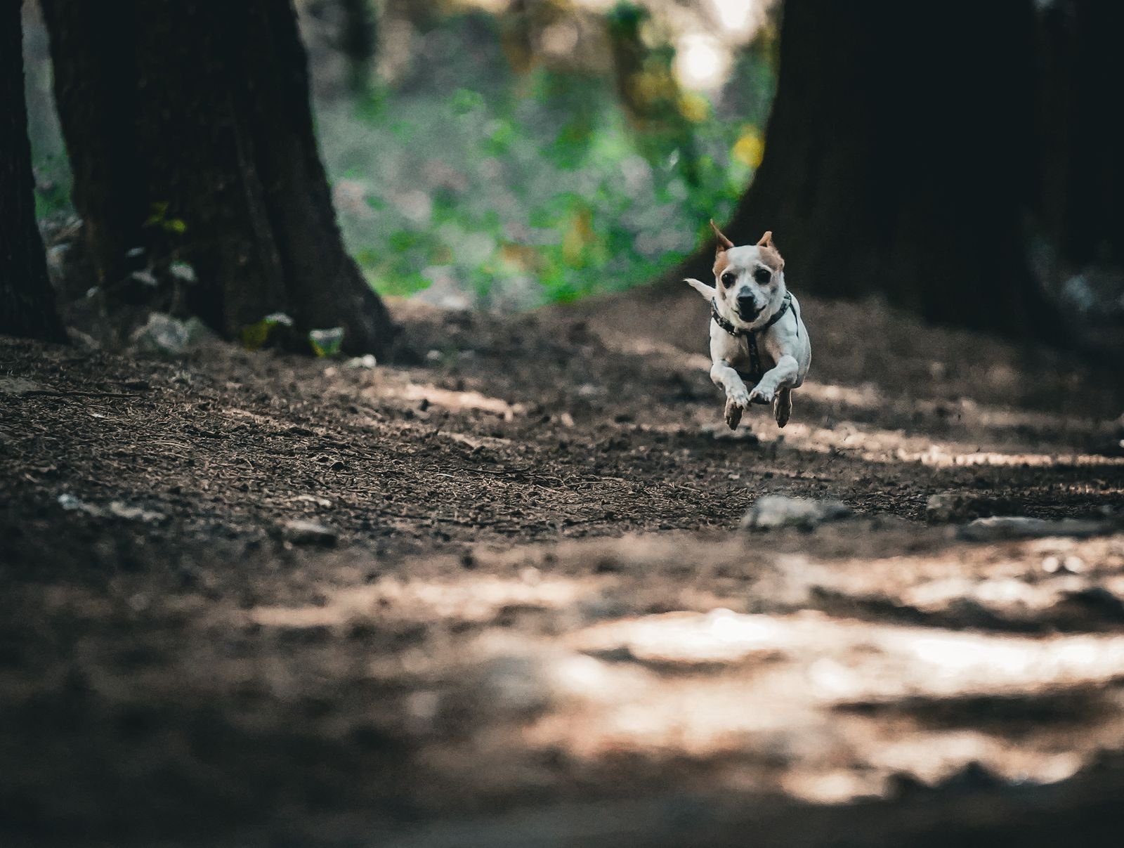 Solo Dog Running Service Bavdhan Pune